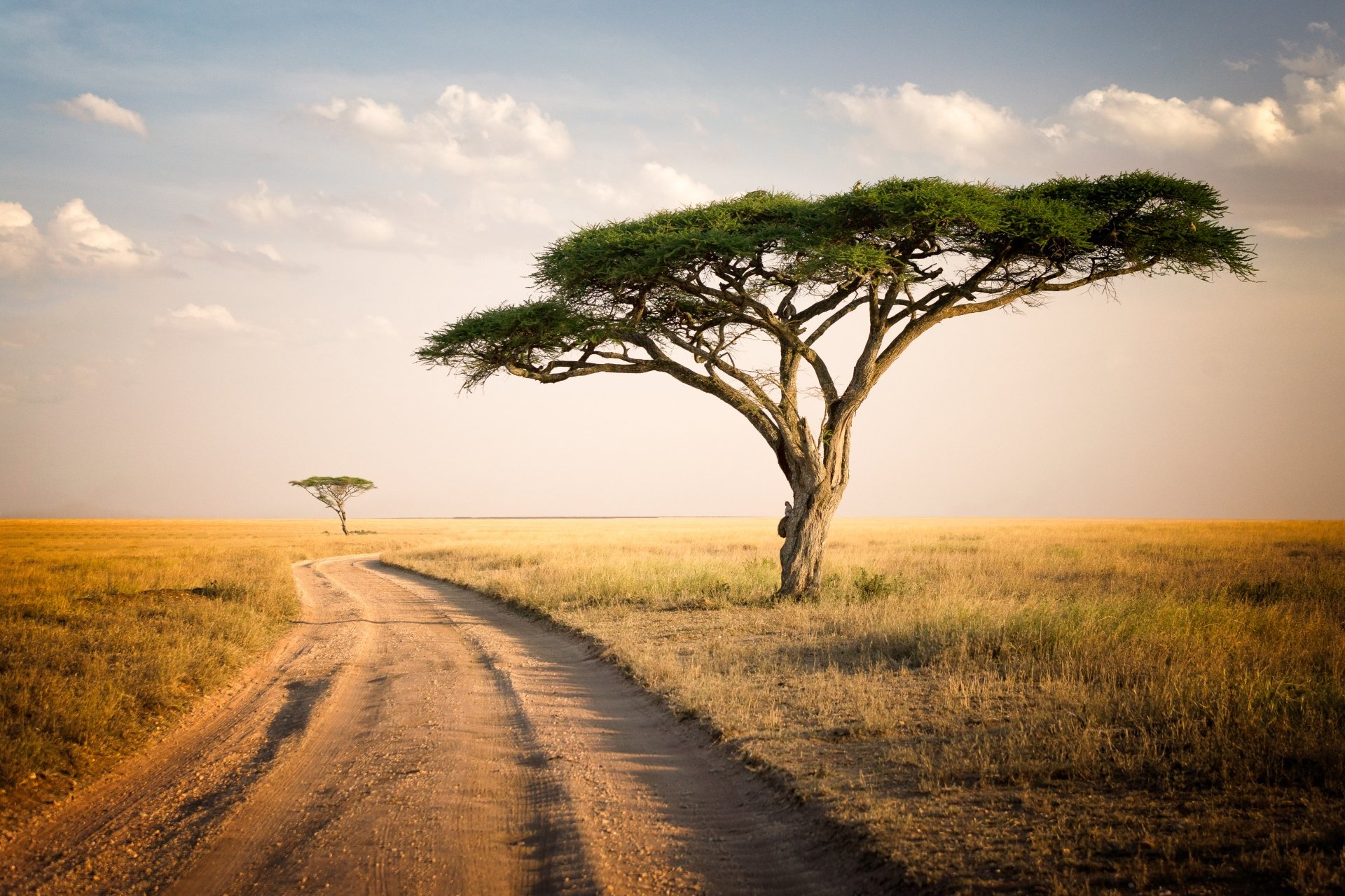 Serengeti National Park, Vast landscapes, Stunning scenery, Natural habitat, 1920x1280 HD Desktop