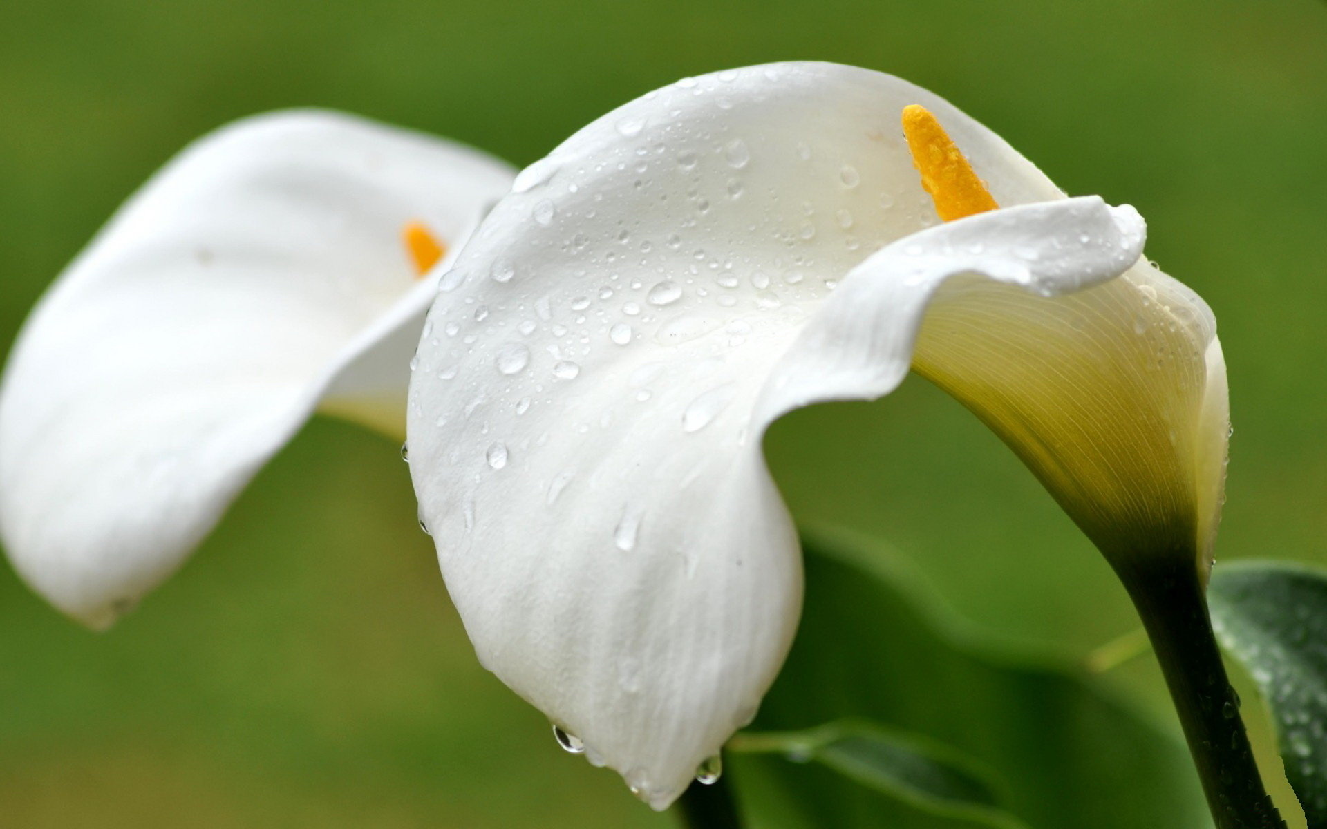 Calla Lily: The flower was introduced to Europe in the seventeenth century as Z. aethiopica. 1920x1200 HD Background.