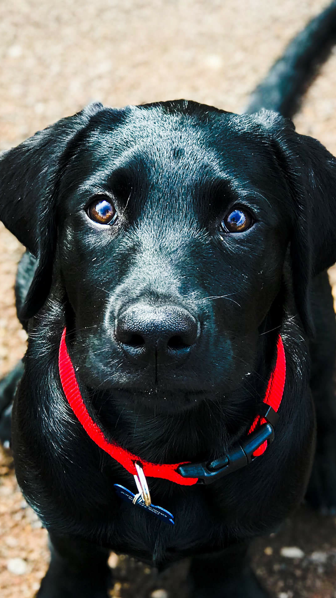 Labrador Retriever: Was bred as a sporting and hunting dog, Puppy. 1080x1920 Full HD Background.