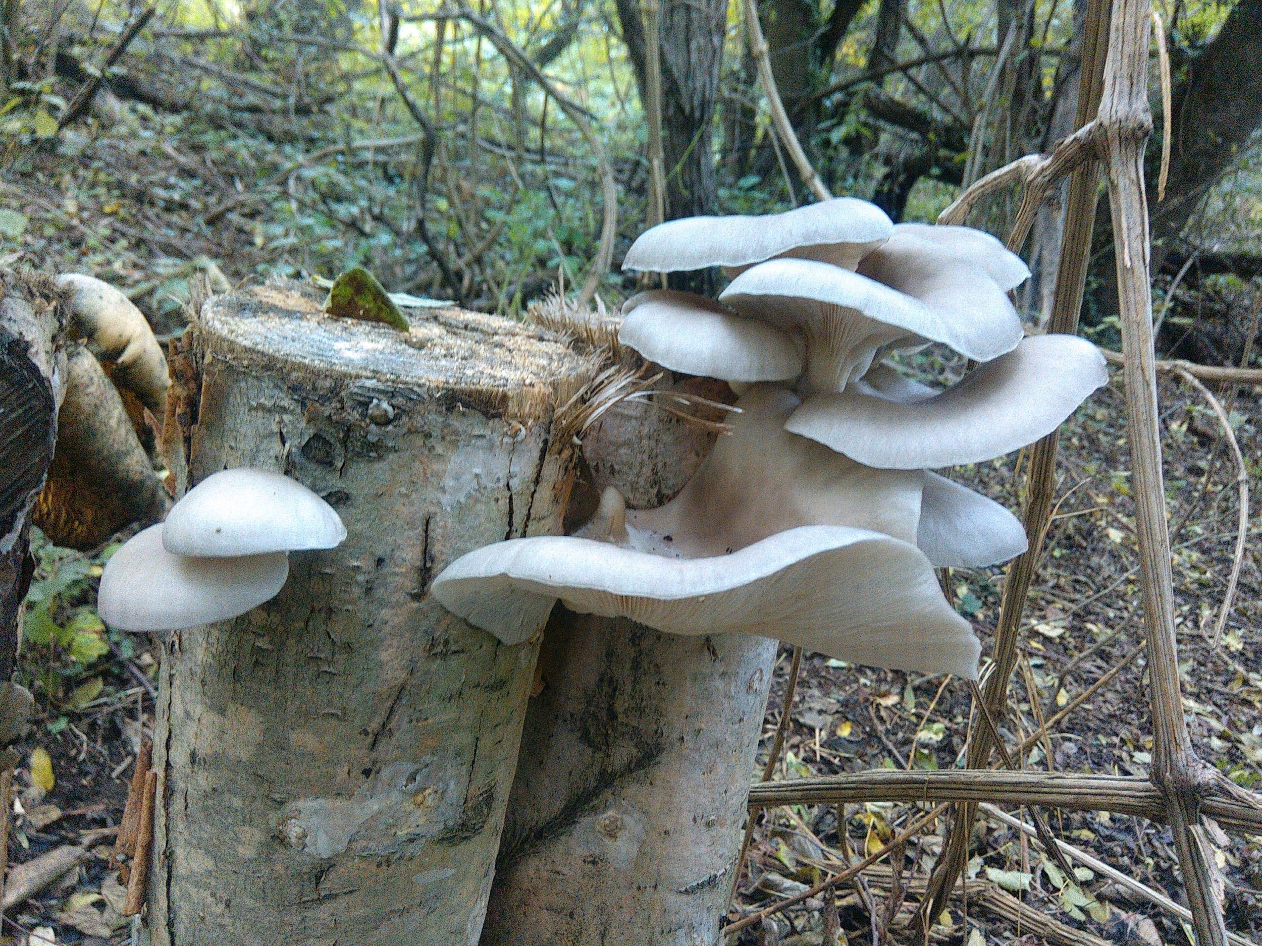 Oyster mushrooms, Mushroom cultivation, La Taillede, Fungal farming, 2500x1880 HD Desktop