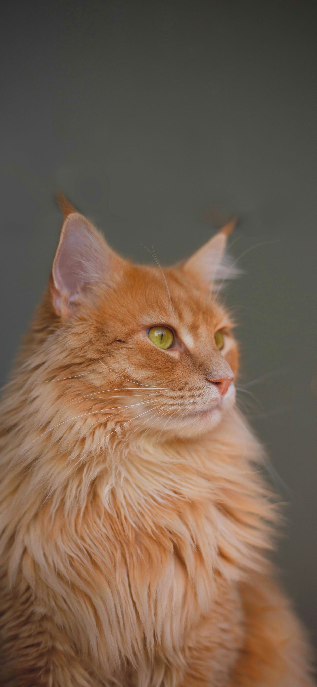 Maine Coon: Characterized by a prominent ruff along its chest, robust bone structure, rectangular body shape, an uneven two-layered coat with longer guard hairs over a silky satin undercoat, and a long, bushy tail. 1250x2690 HD Background.