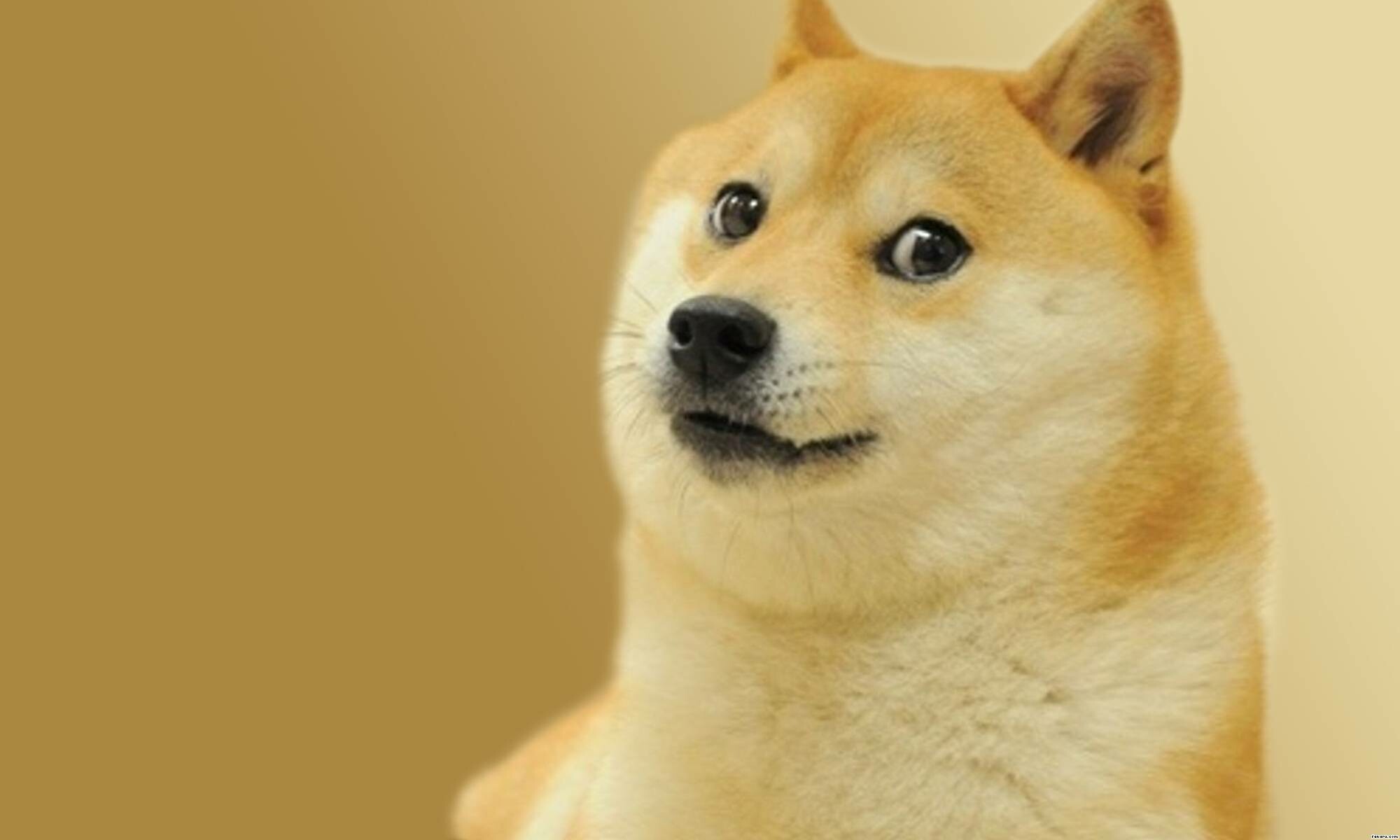 Shiba Inu: Humor, Doge meme, Japanese Spitz, Hunting dog. 2000x1200 HD Wallpaper.