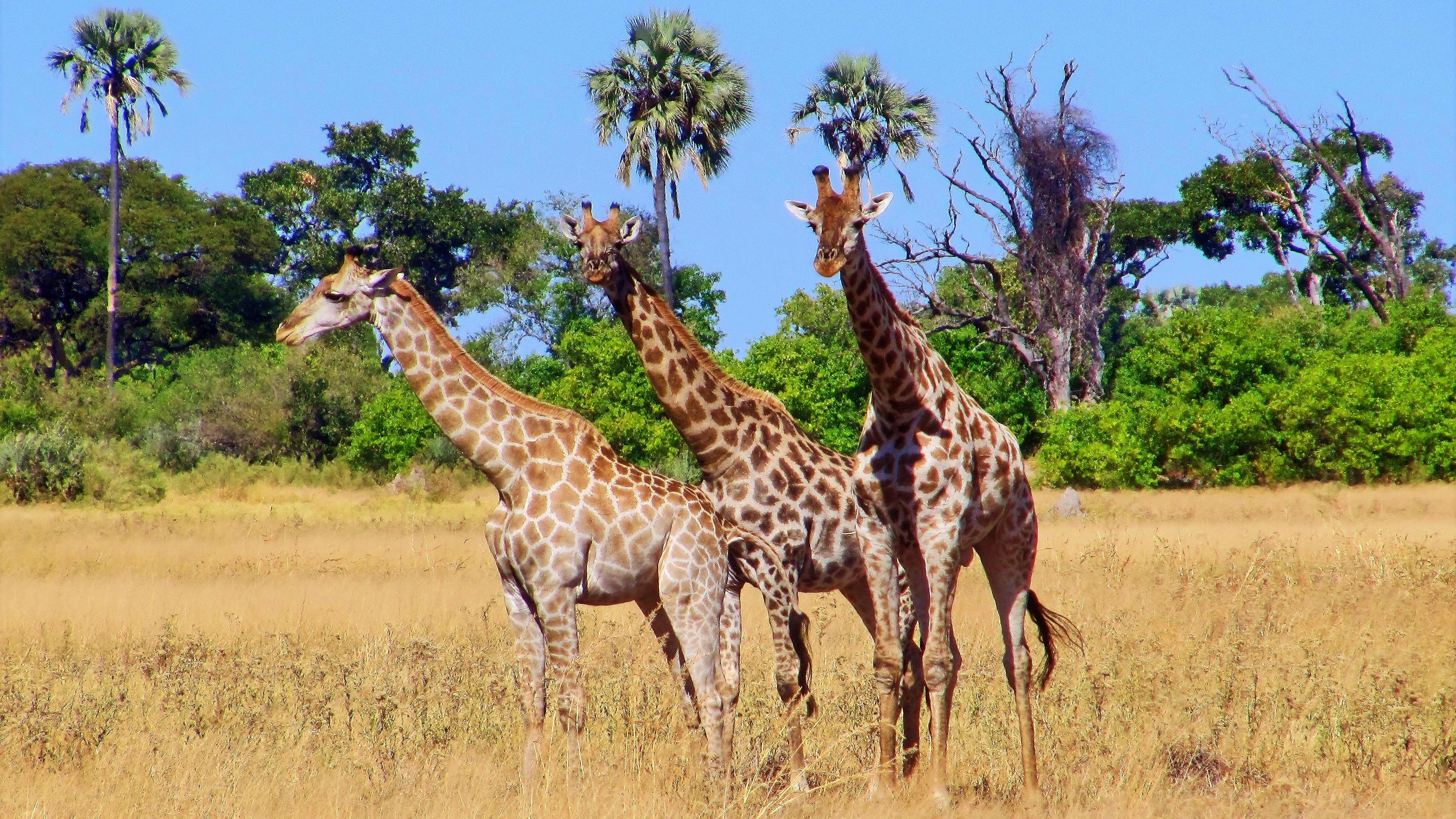 Giraffe desktop background, Serene wilderness, 4K wildlife shots, Majestic beauty, 3840x2160 4K Desktop