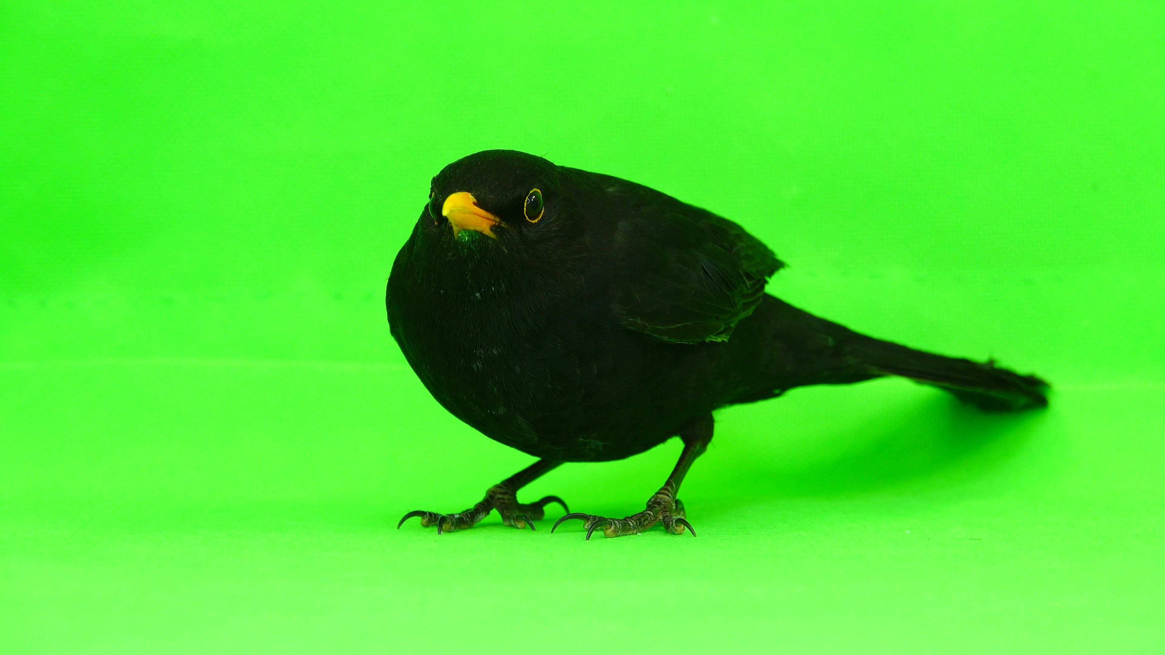 Common Blackbird, Playful blackbird, Green screen footage, Funny bird moment, 3840x2160 4K Desktop