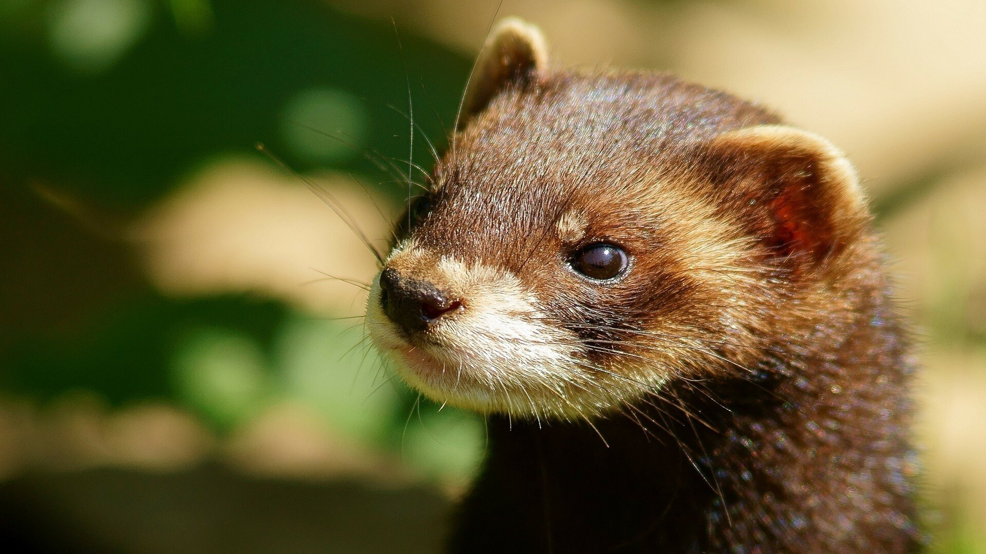 Ferret: Animals, Have a typical mustelid body-shape, being long and slender. 1920x1080 Full HD Wallpaper.