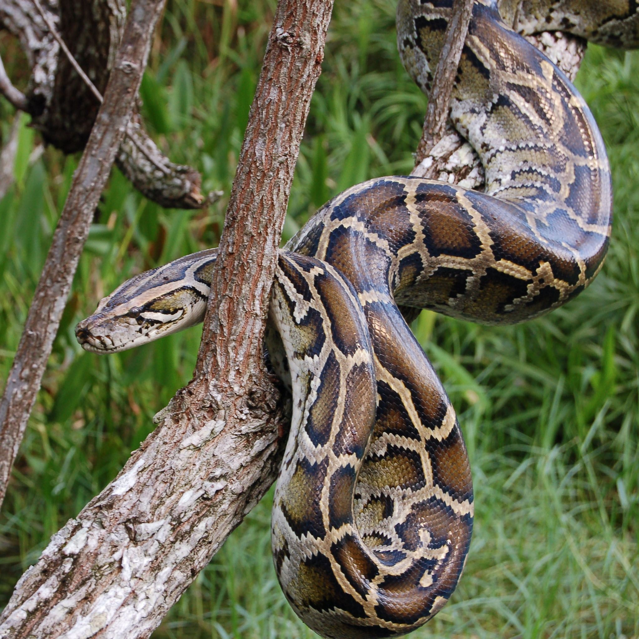 Burmese Python, Exotic Backgrounds, Serpent Elegance, Nature's Marvel, 2050x2050 HD Handy