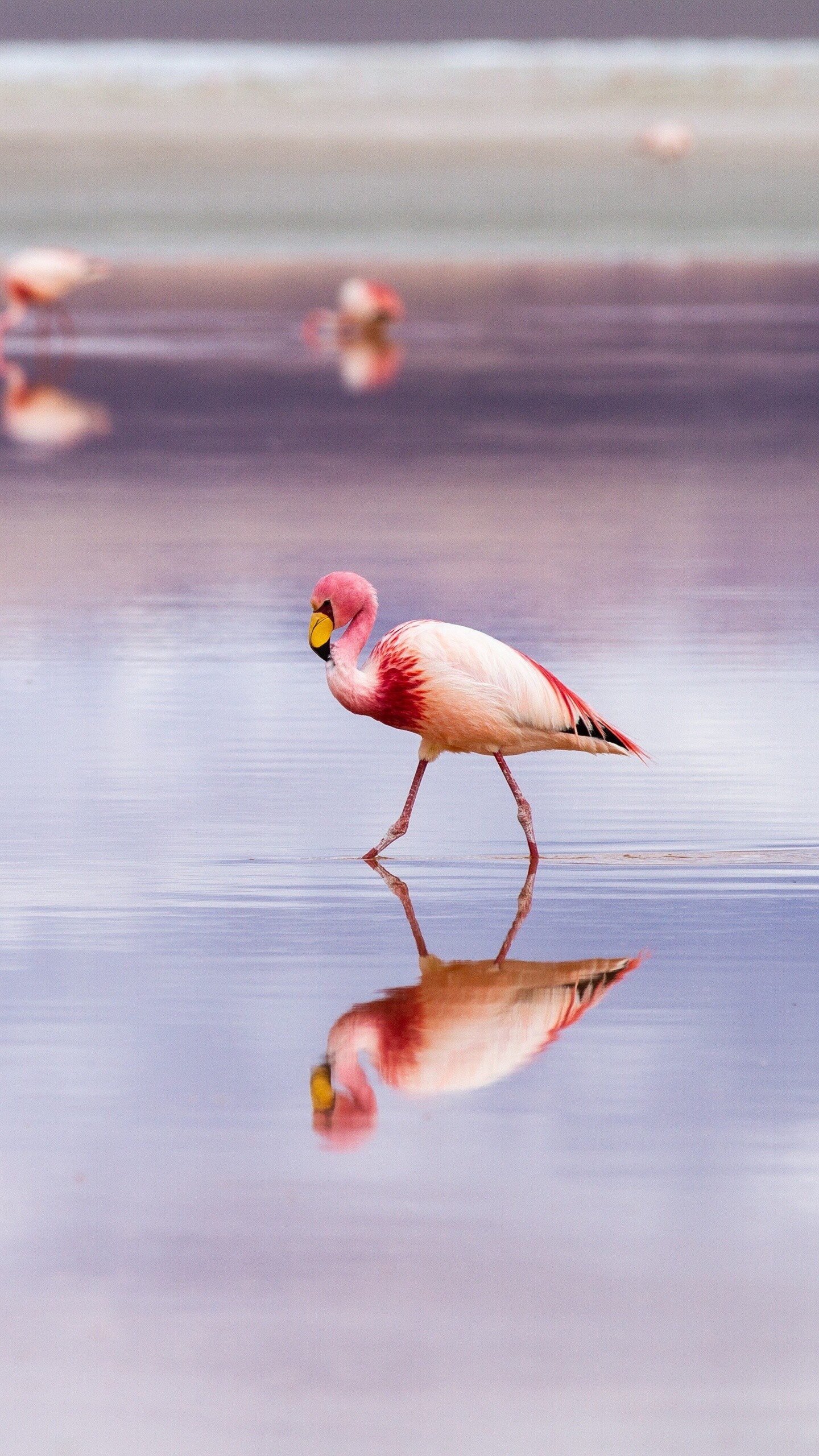 Flamingo: Water-dwelling, tropical birds, Have bright pink feathers, lengthy stick-like legs. 1440x2560 HD Background.
