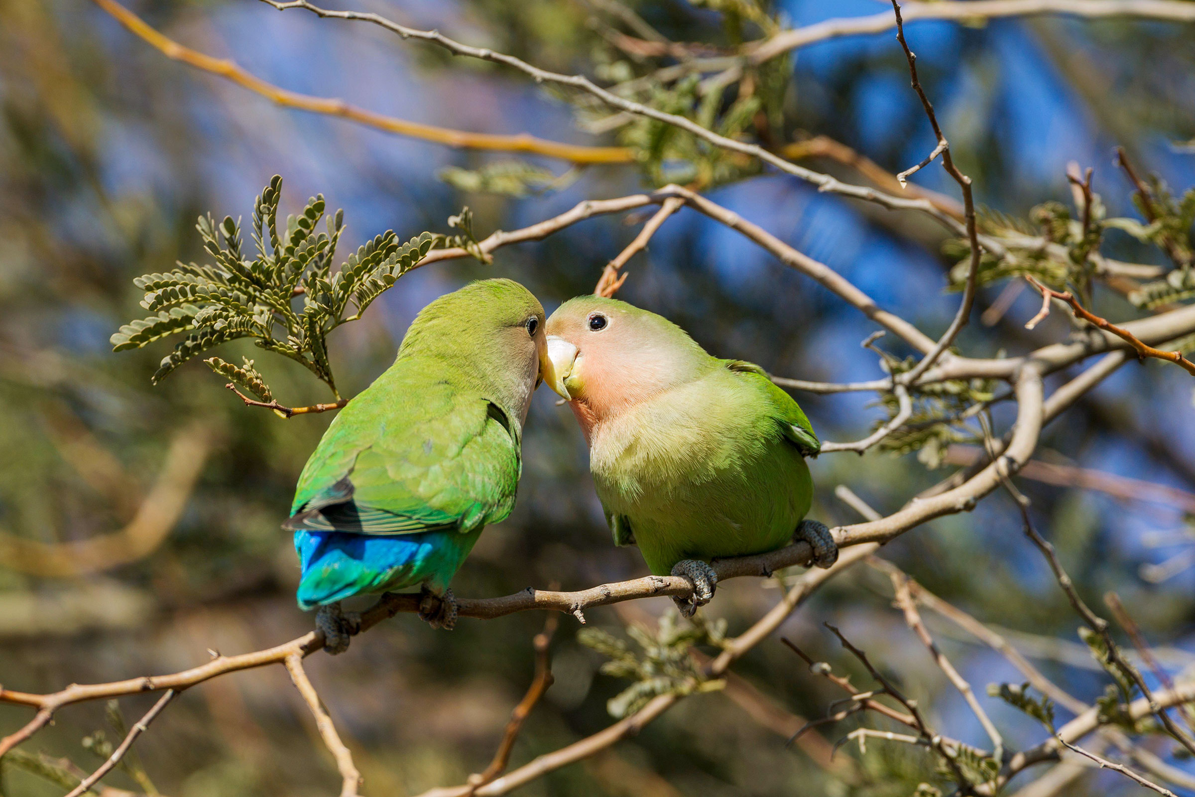 Lovebirds as pets, Affectionate, Comparison, Other birds, 2400x1600 HD Desktop