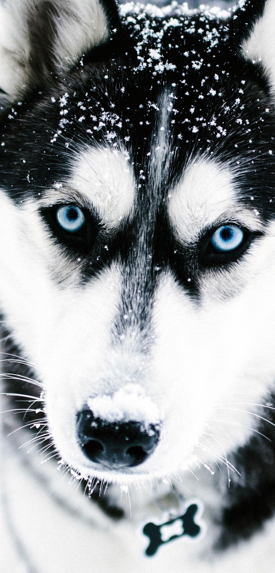 Siberian Husky: The breed show a balance of power, speed, and endurance. 1080x2250 HD Background.
