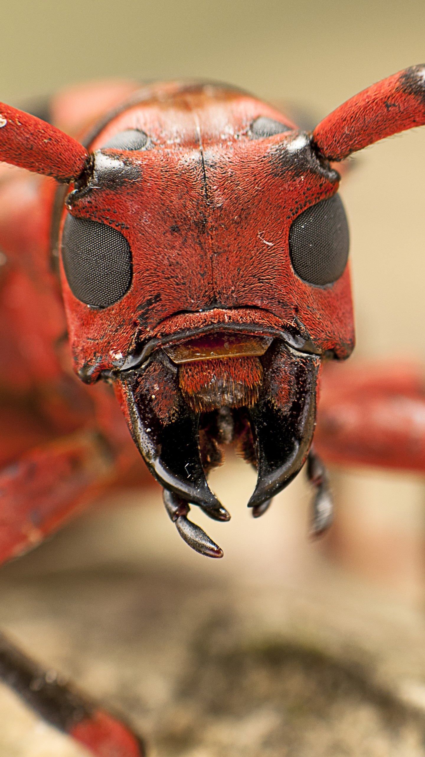Macro ant wallpaper, Intricate details, Close-up beauty, Awesome animal photography, 1440x2560 HD Phone