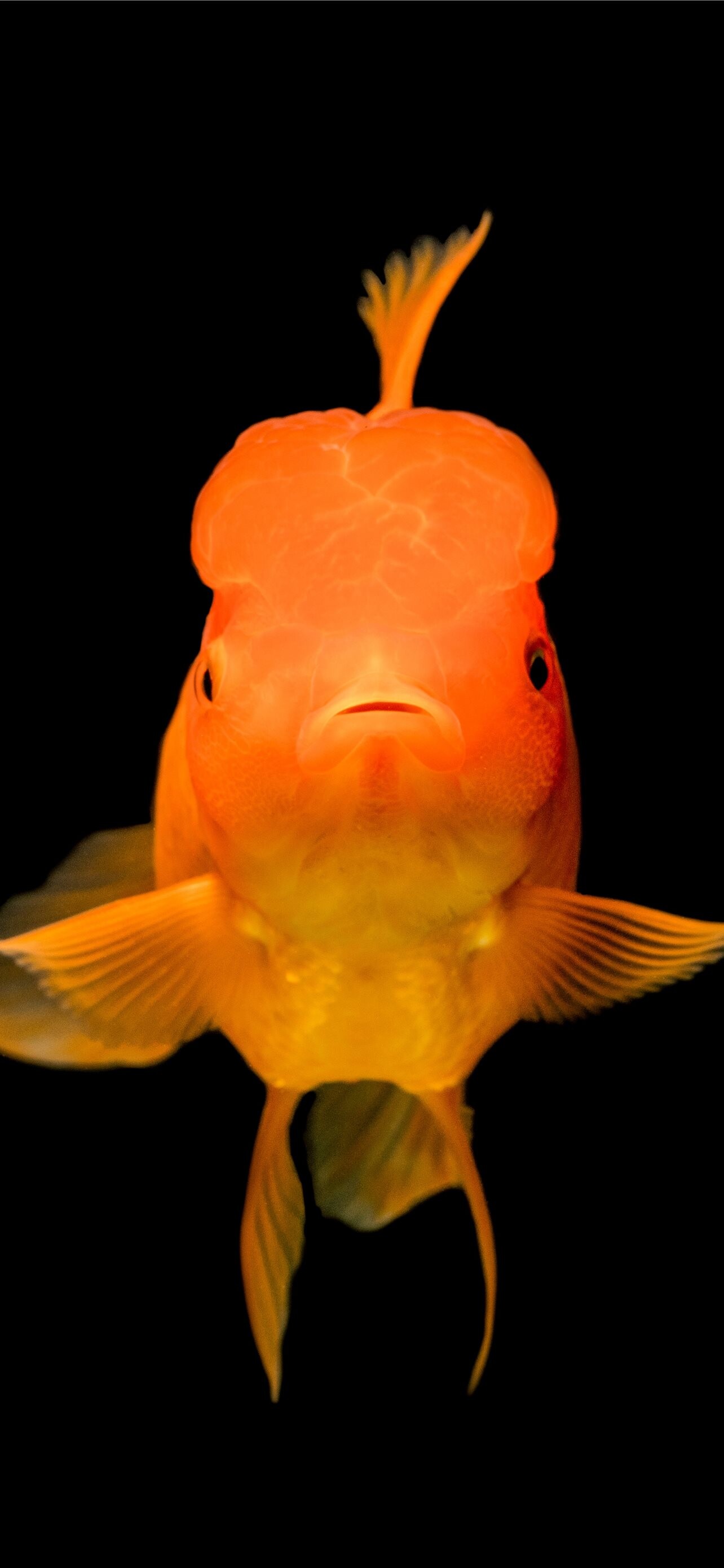 Gold Fish: The ornamental fish in ponds and tanks, The cap on the head, Oranda. 1290x2780 HD Wallpaper.