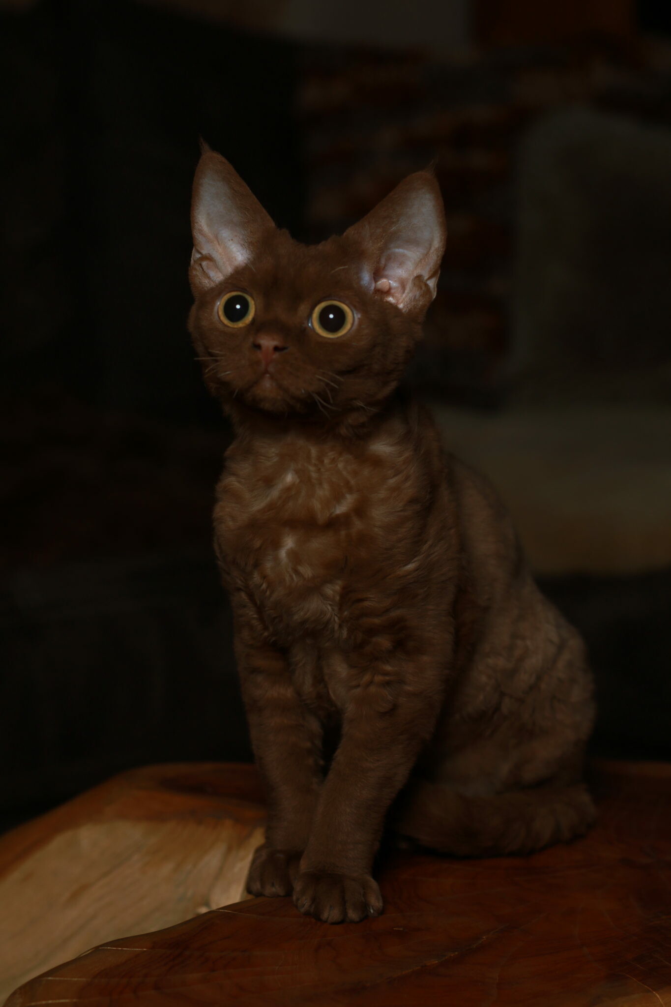 Devon Rex: They are often thought of as one of the most hypoallergenic cats available because of their type of coat, however, they are technically not hypoallergenic. 1370x2050 HD Wallpaper.