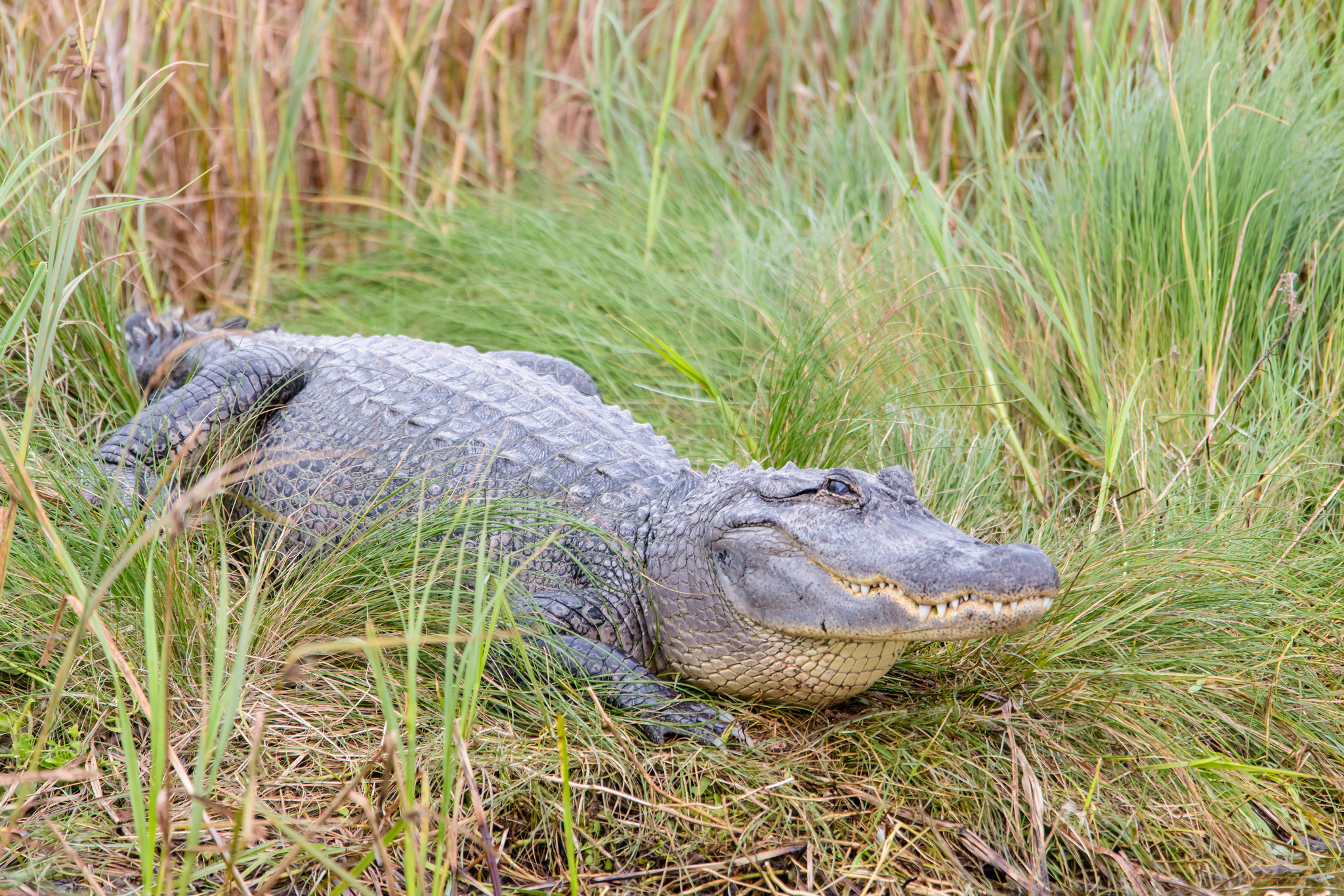 American alligator, Species discovery, Nature's marvels, Conservation efforts, 2050x1370 HD Desktop
