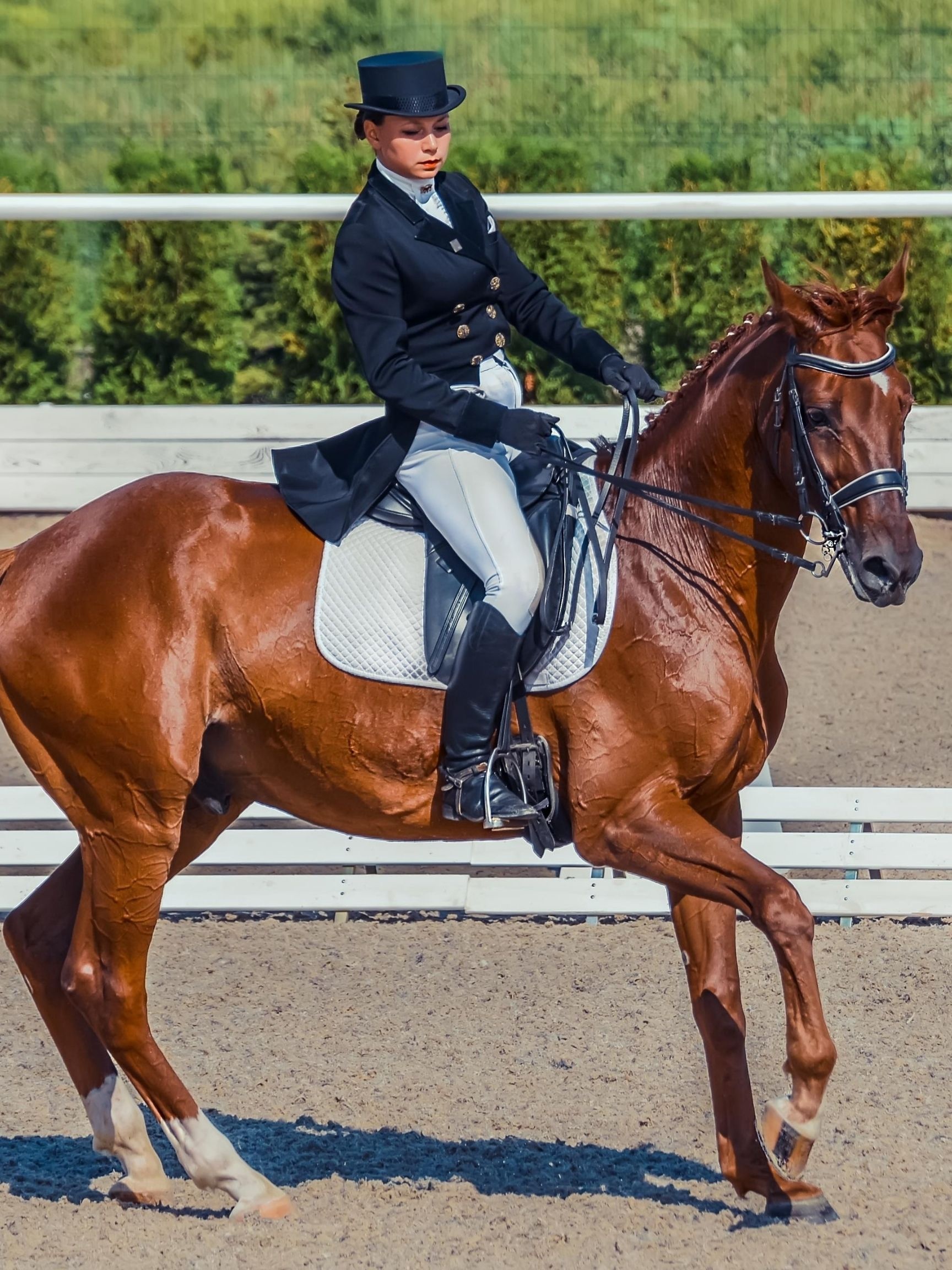 Dressage: Training a horse for competitions, The horse with three gaits: free balanced, elastic and regular. 1730x2310 HD Background.