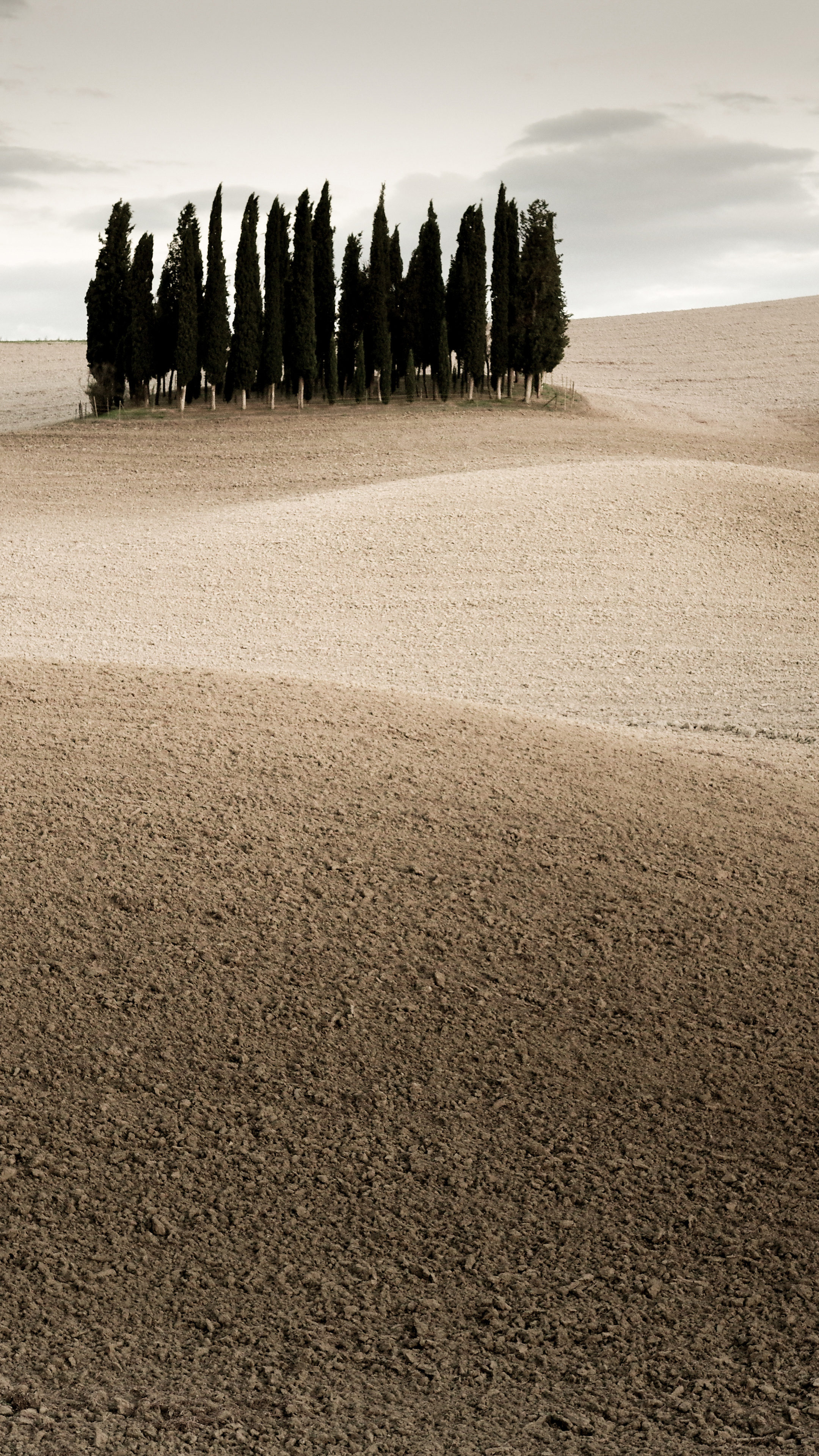 Cypress Tree, Desert landscape, Sony Xperia X, 4K Ultra HD, 2160x3840 4K Handy