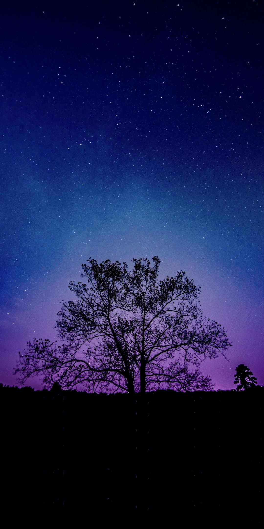 Night Sky, Tree silhouette, Galactic beauty, Starlit scenery, 1080x2160 HD Phone