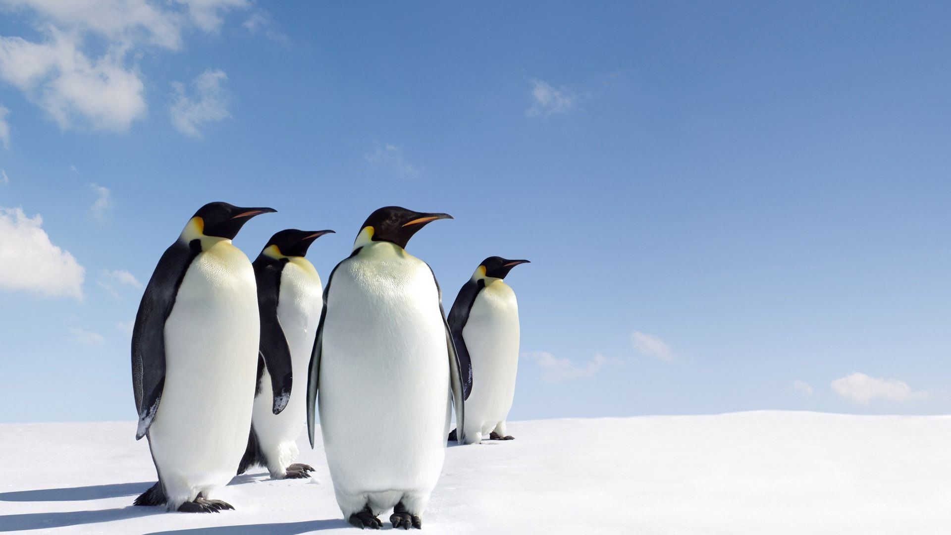 Antarctica Travels, Penguin wallpapers, 4K HD backgrounds, Arctic wildlife, 1920x1080 Full HD Desktop