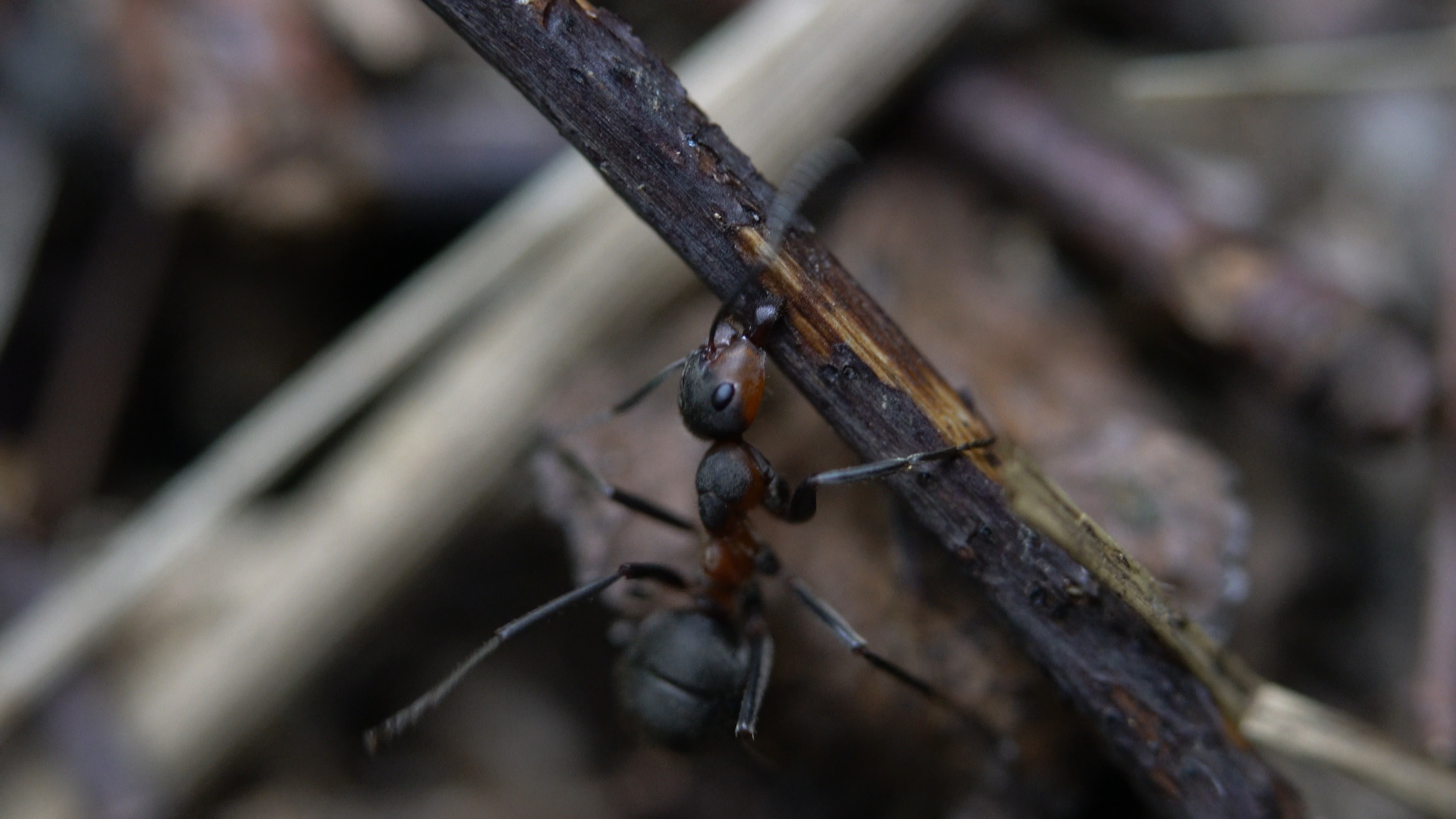 Fifad ant research, Fascinating discoveries, Ant behavior, Scientific study, 3840x2160 4K Desktop