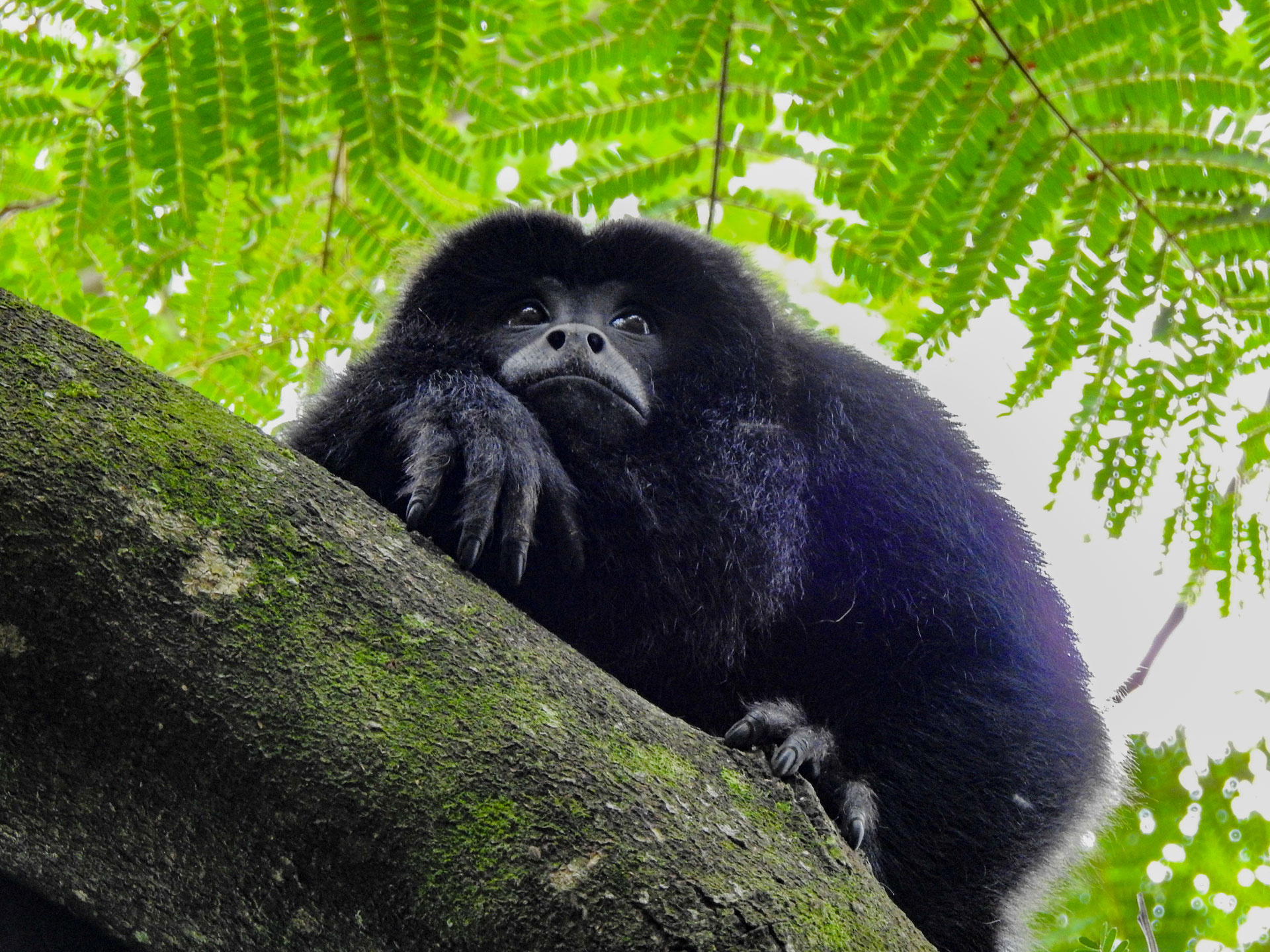 Neotropical Primate Conservation, Scientific Investigation, Wildlife Protection, Tropical Forests, 1920x1440 HD Desktop
