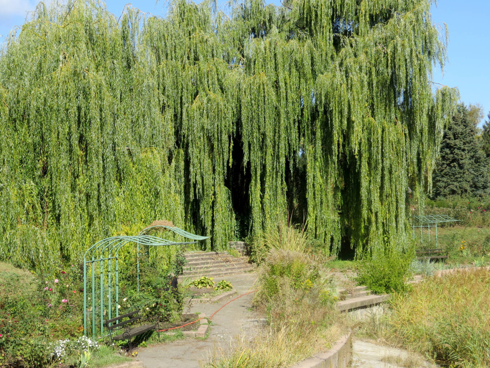 Willow tree image, Serene park, Captivating beauty, Enchanting atmosphere, 1920x1440 HD Desktop