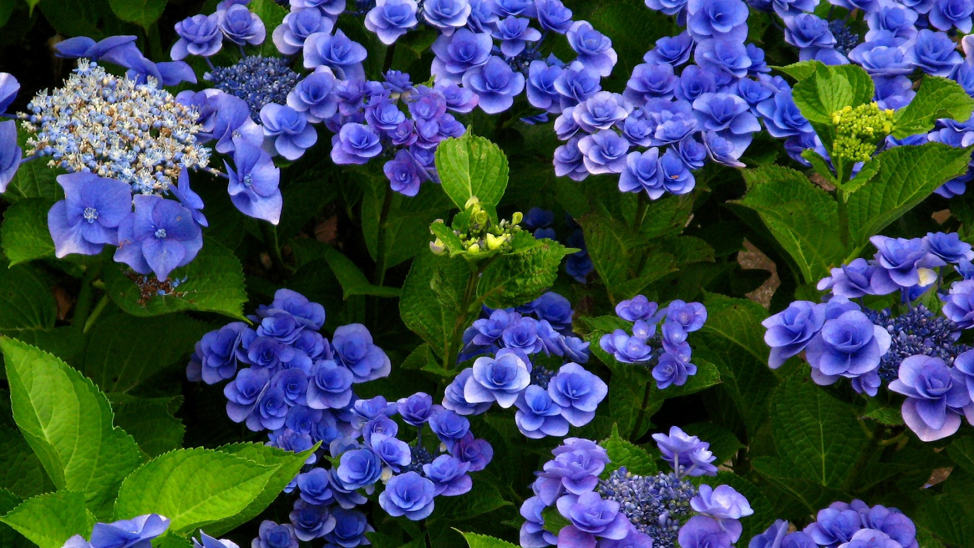 Hydrangea background, Floral beauty, Nature's enchantment, Captivating colors, 1920x1080 Full HD Desktop