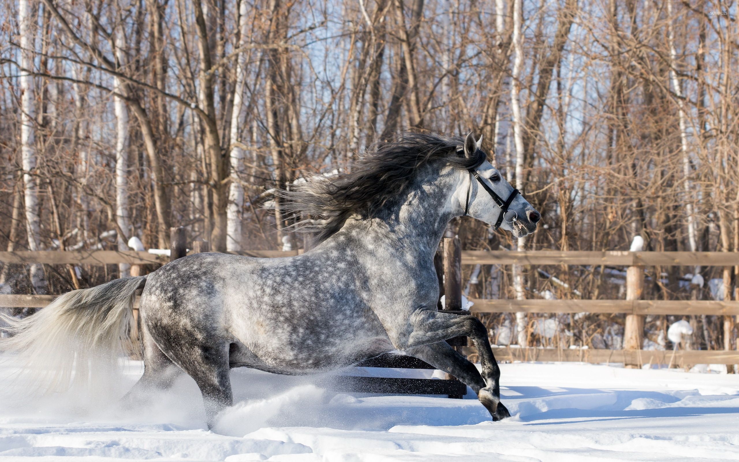 Winter's grace, Snowy horses, Majestic in white, Serene beauty, 2560x1600 HD Desktop