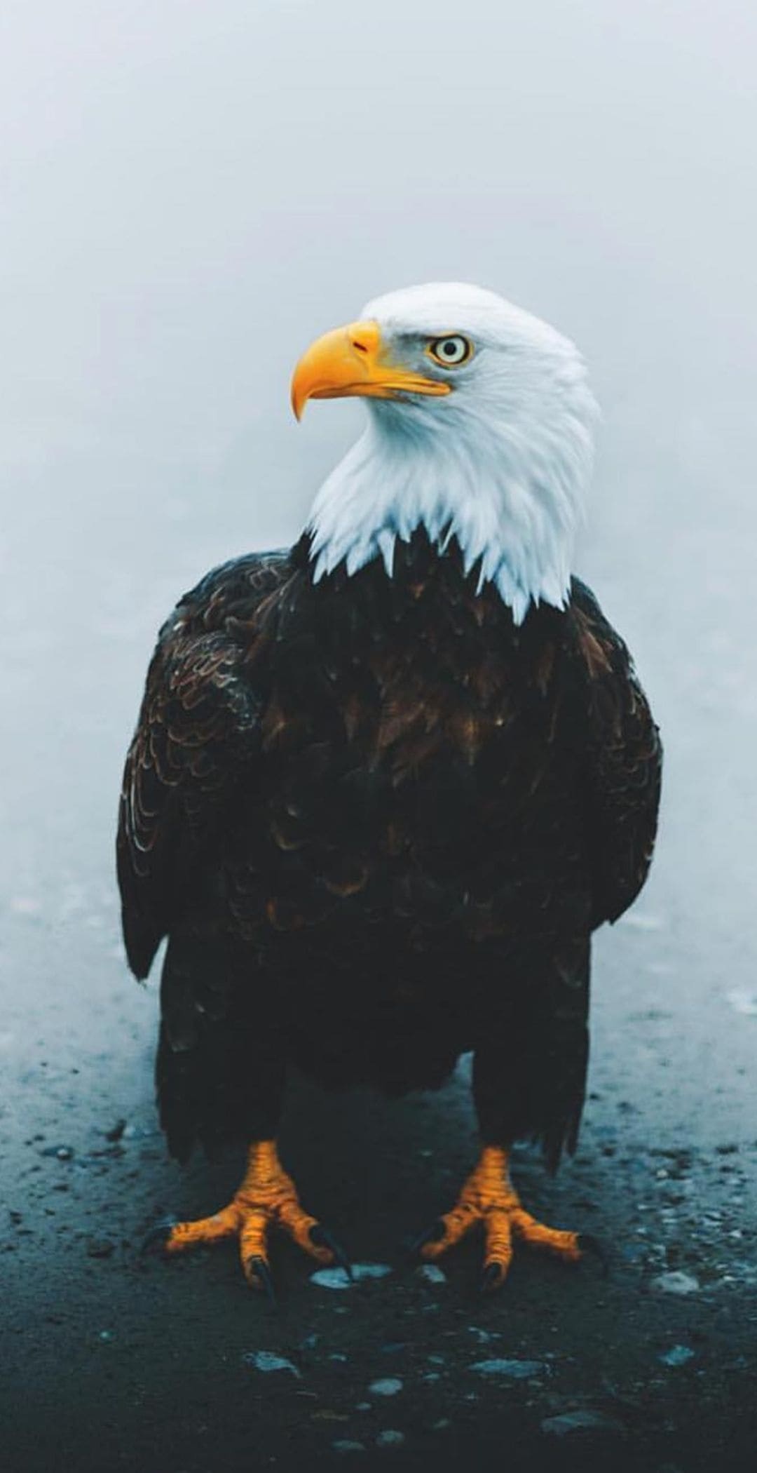 Bald Eagle, 4K wallpapers, Highest quality, Download now, 1080x2100 HD Phone