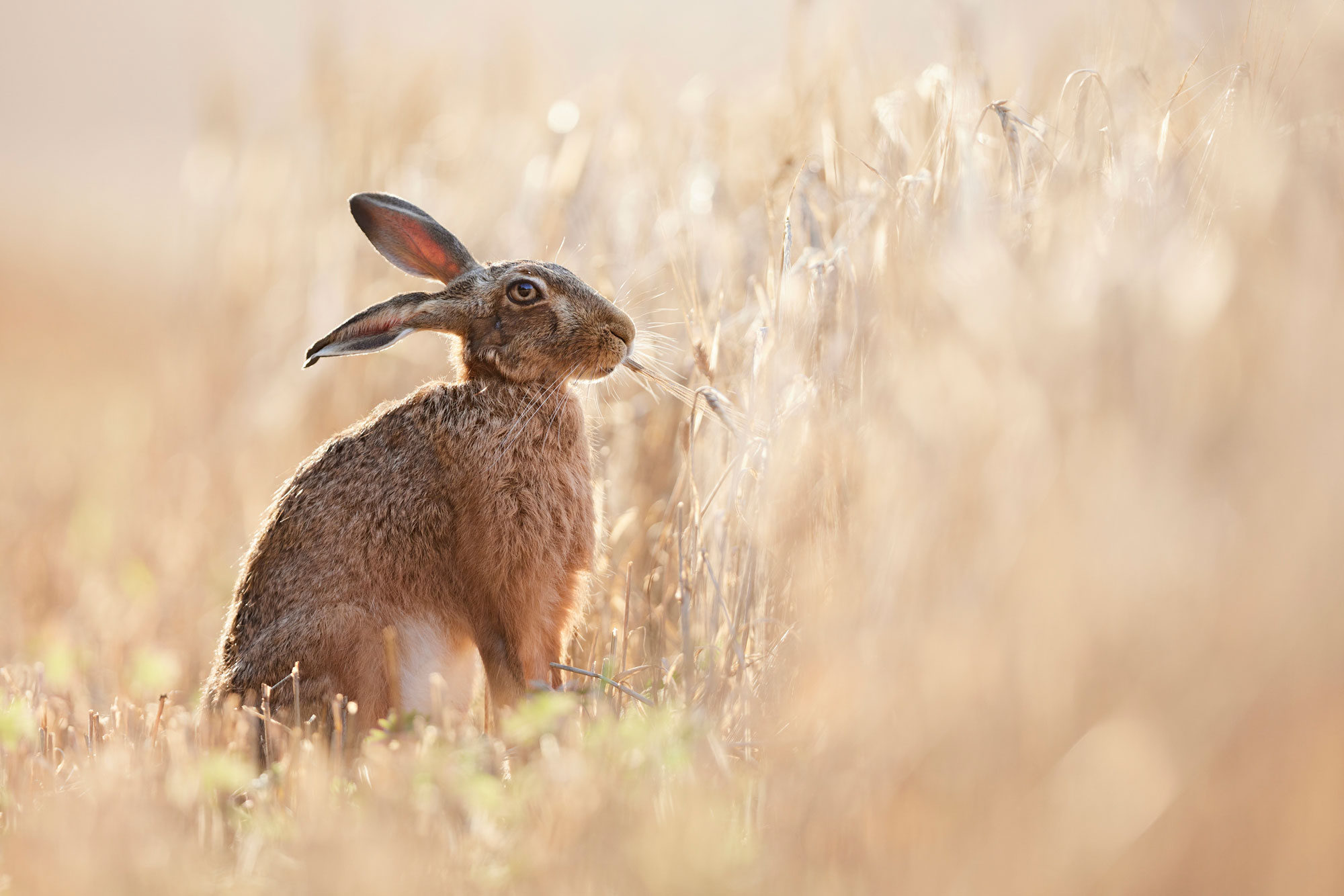 Brown hares, Farm wildlife, Stunning photography, Down on the farm, 2000x1340 HD Desktop