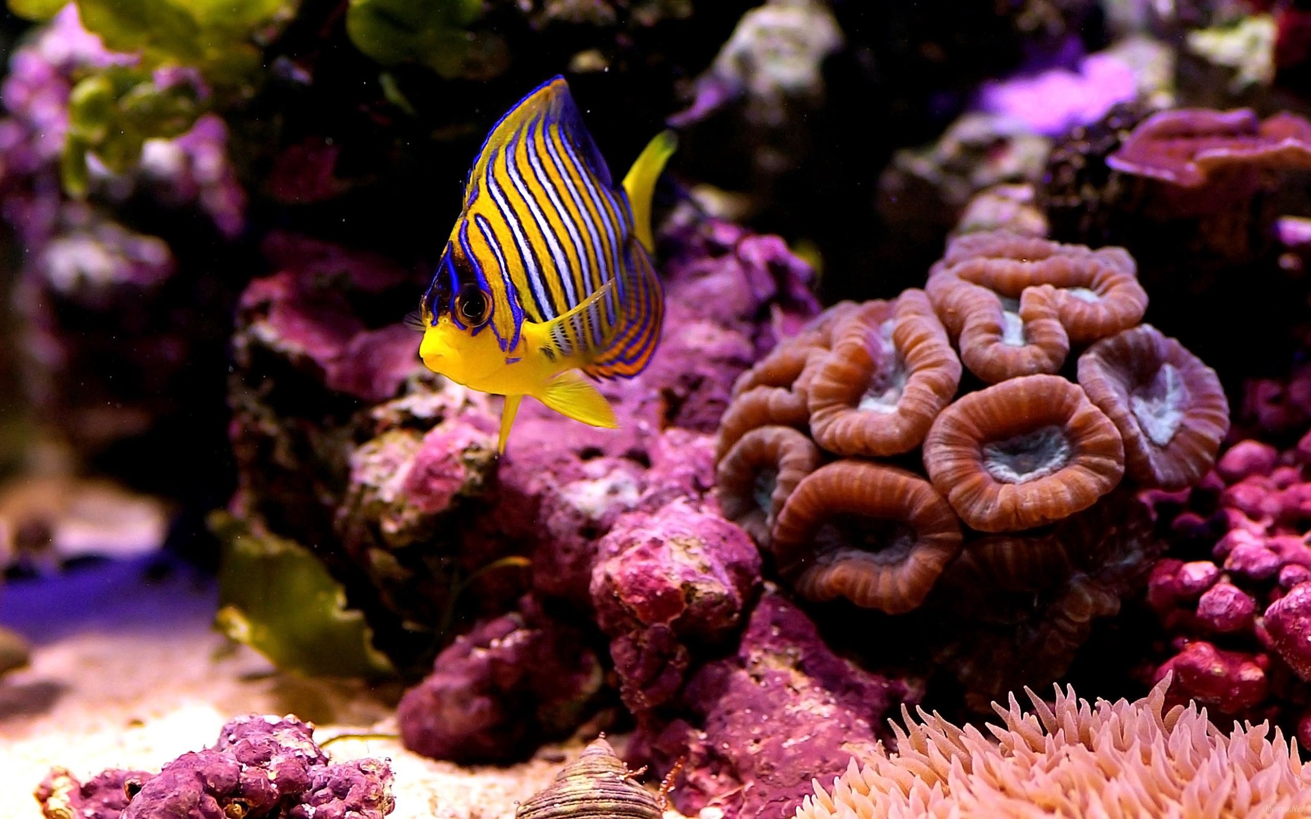 Coral Sea, Mobile wallpaper, Sea creatures, Underwater beauty, 2560x1600 HD Desktop