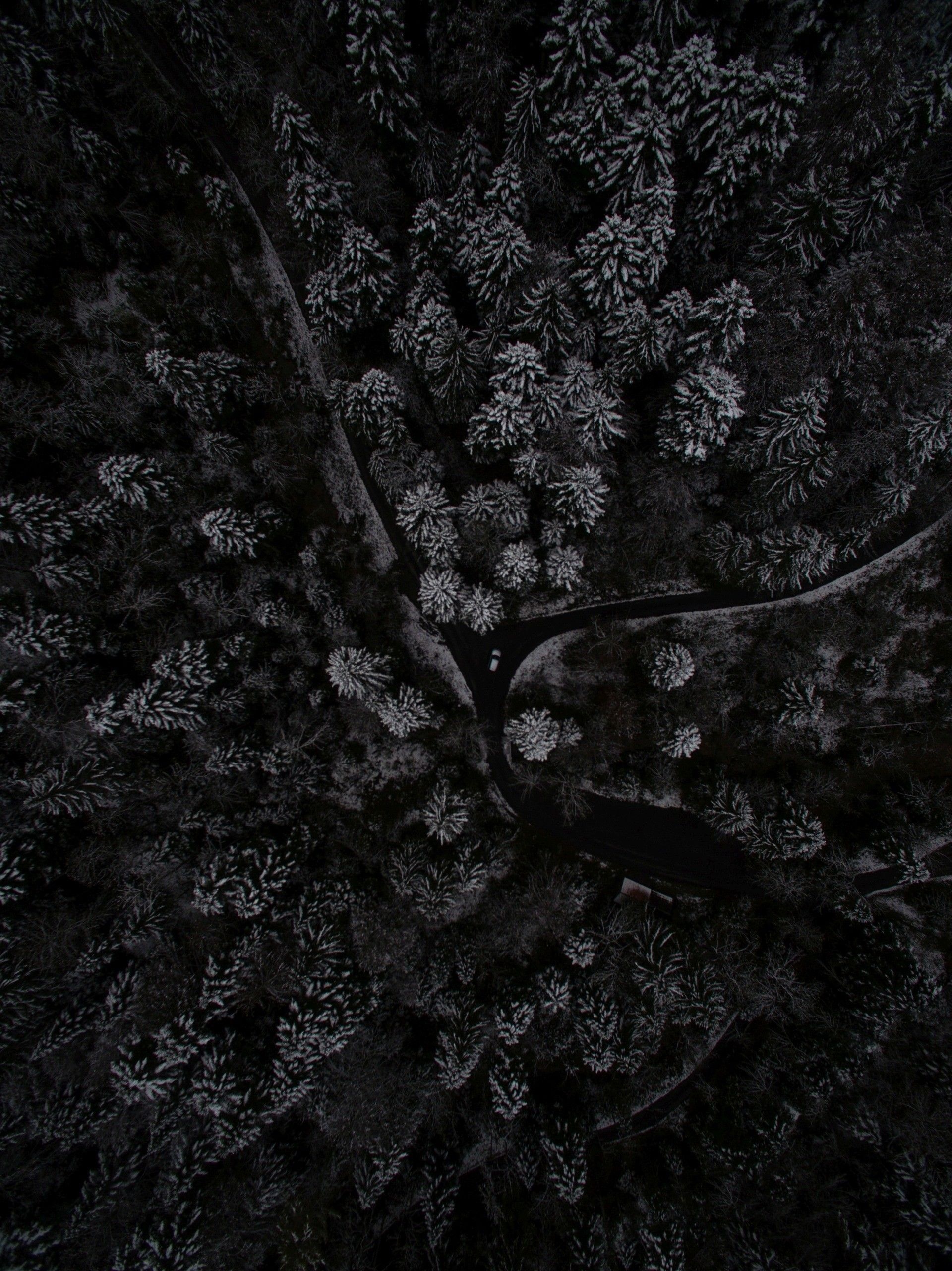 Forest, Black Wallpaper, 1920x2570 HD Handy