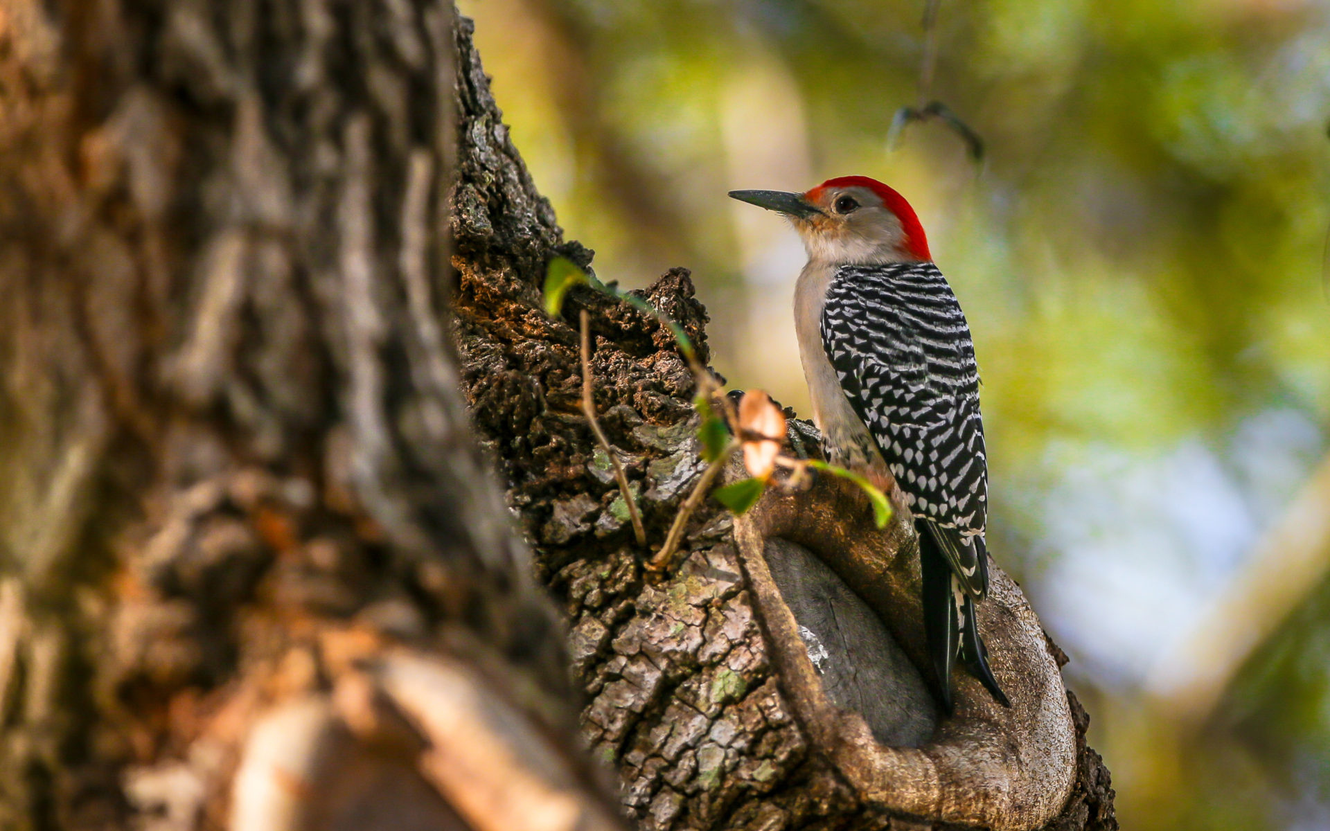 Woodpecker, Animals, Red-bellied woodpecker, Bird, 1920x1200 HD Desktop