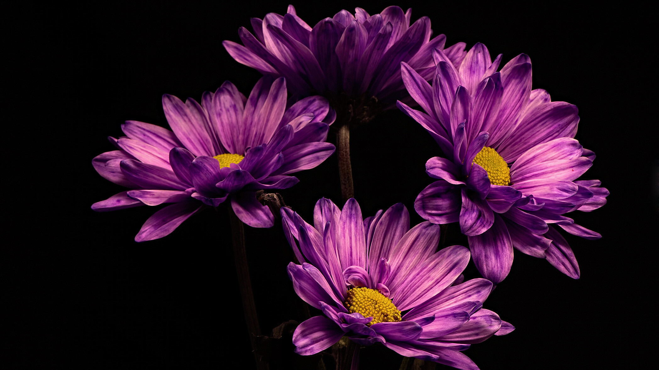 Chrysanthemum: Most plants of the genus are perennial herbs or subshrubs, Flower. 2100x1180 HD Wallpaper.