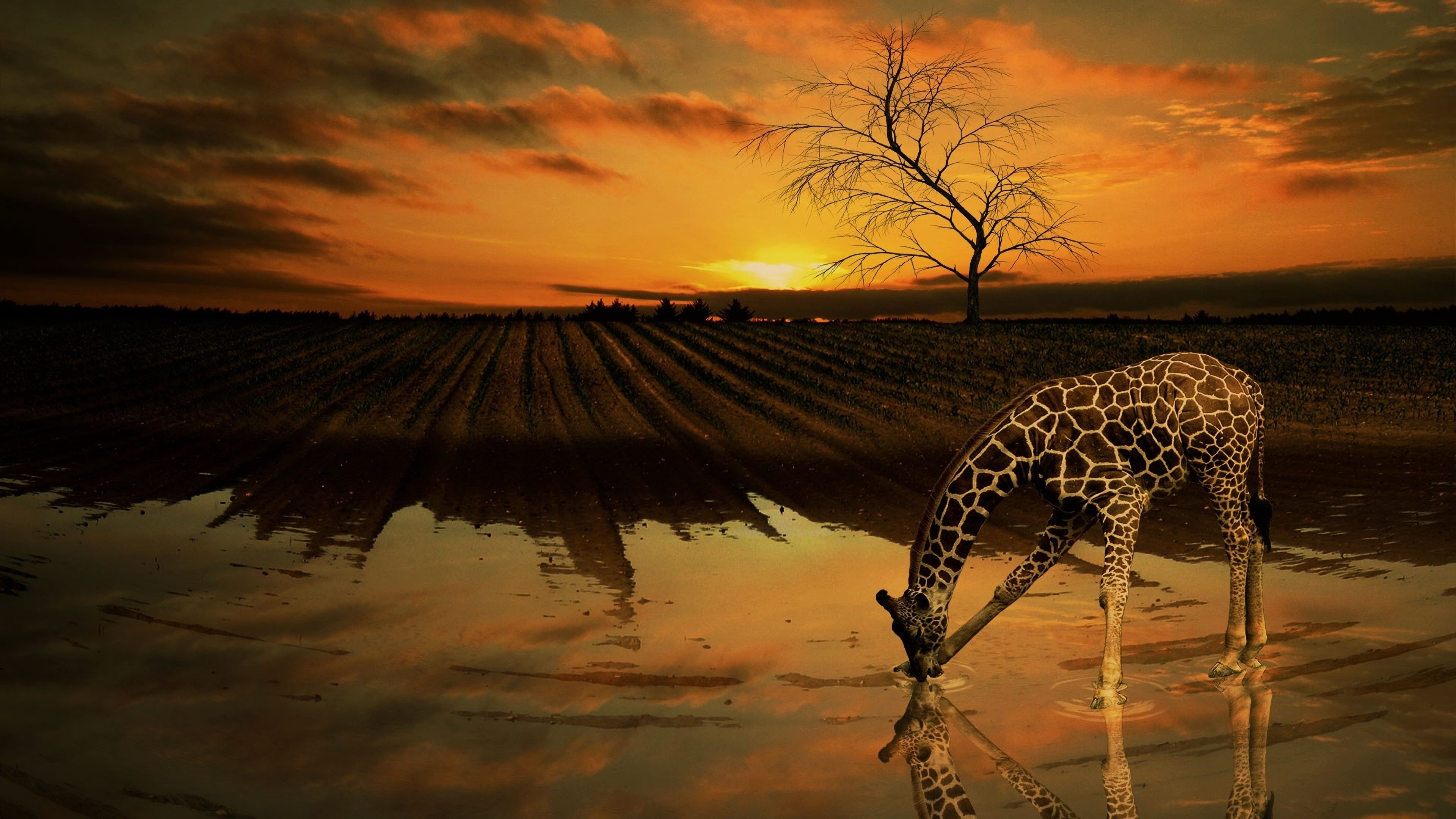 Giraffe: Classified by the International Union for Conservation of Nature as vulnerable to extinction and has been extirpated from many parts of its former range. 3840x2160 4K Background.