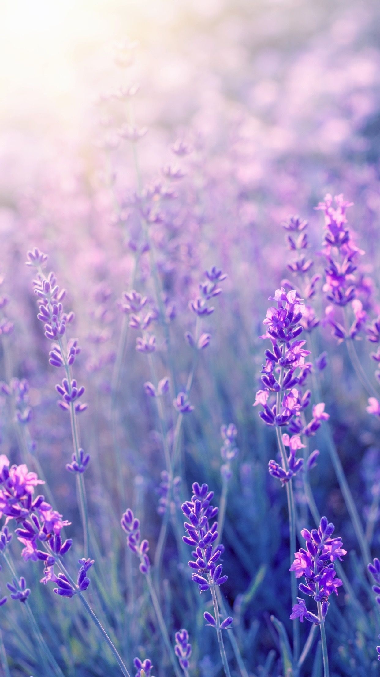 Flowers photography, Beautiful purple flowers, Nature's marvel, 1250x2210 HD Phone