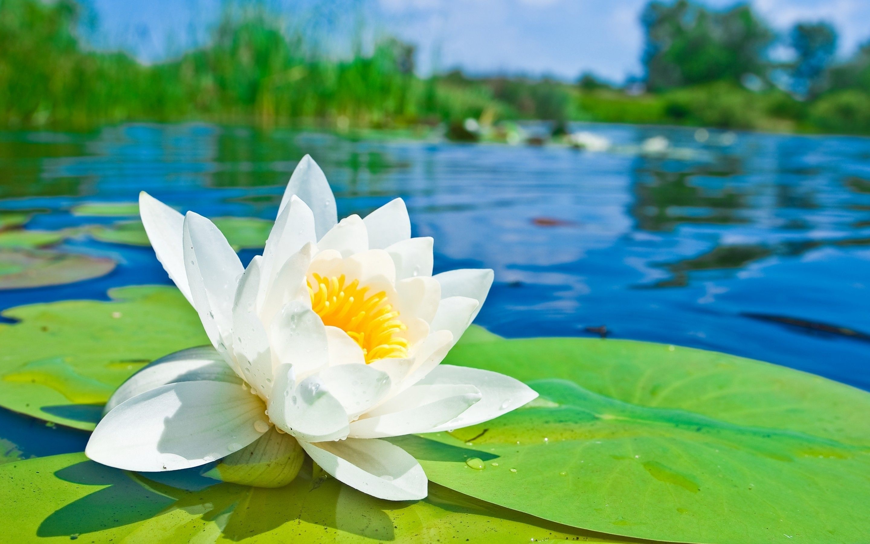 Lily Pad, Nature photography, Zoey Cunningham, Visual inspiration, 2880x1800 HD Desktop