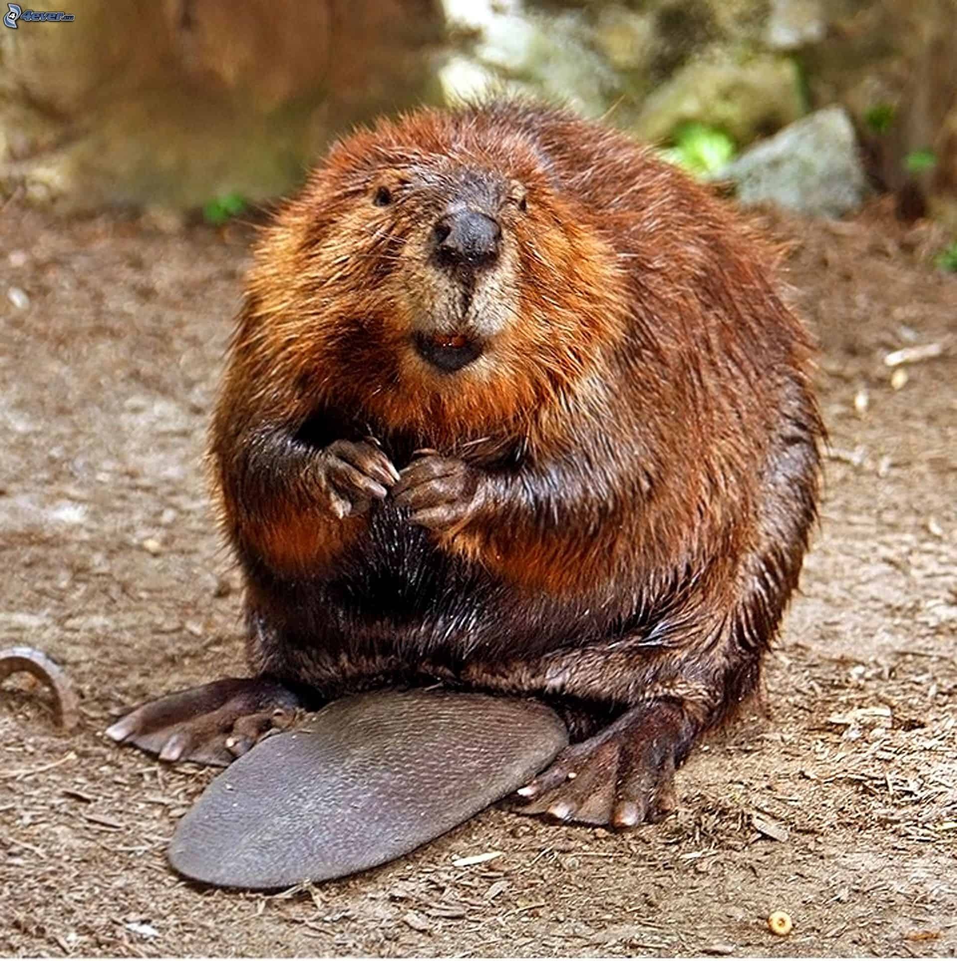 Ottawa River beavers, Riverkeeper's role, Habitat preservation, Watershed guardians, 1920x1930 HD Handy