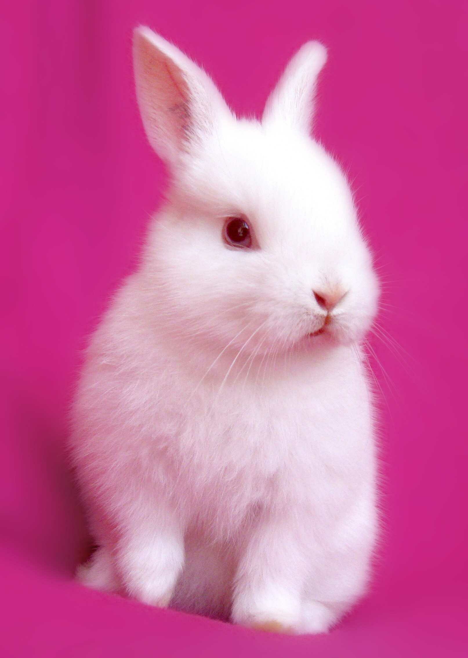 Rabbit: A small furry animal with long ears. 1620x2270 HD Wallpaper.