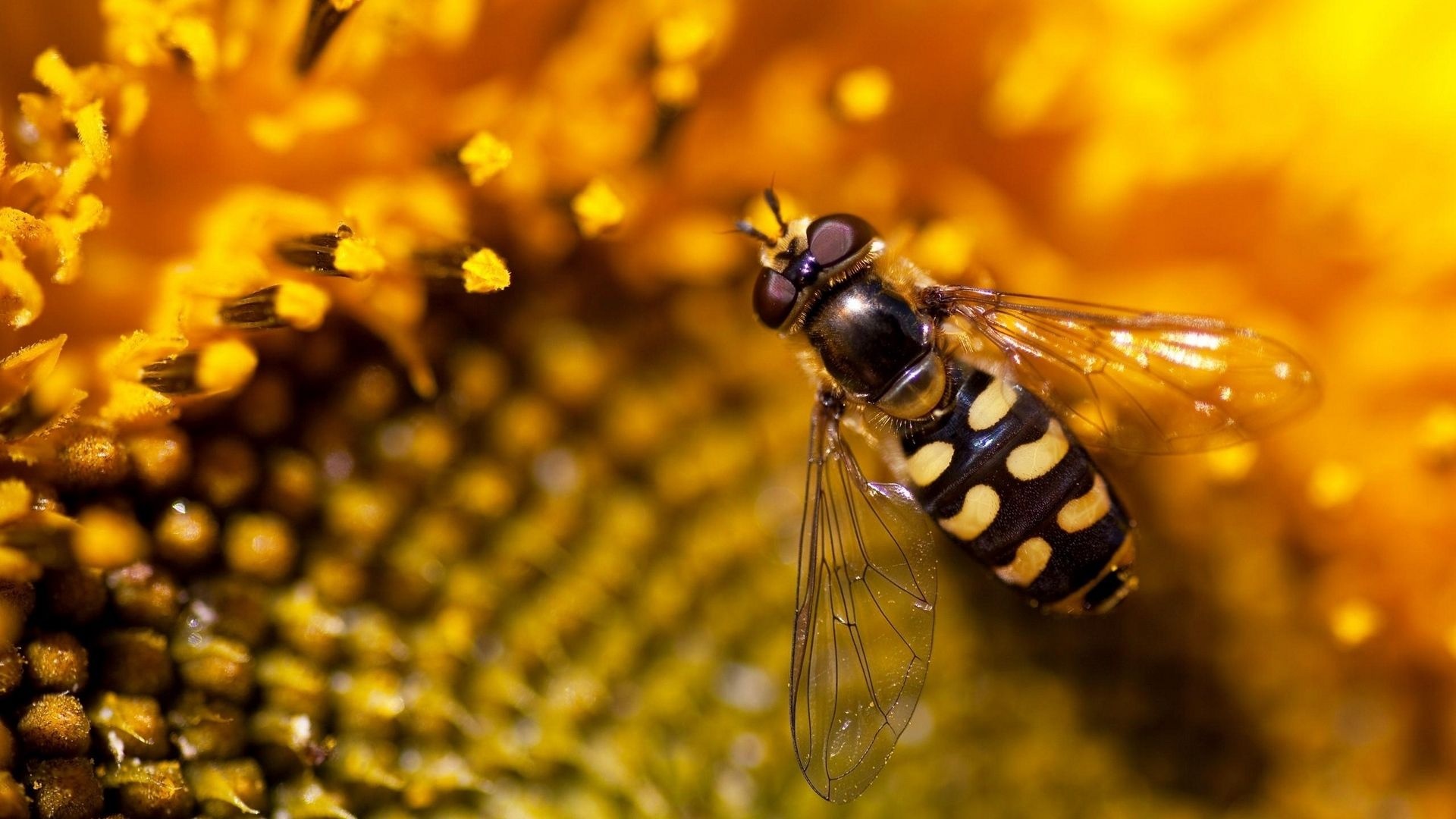 Bee: A flying insect closely related to wasps and flies. 1920x1080 Full HD Wallpaper.