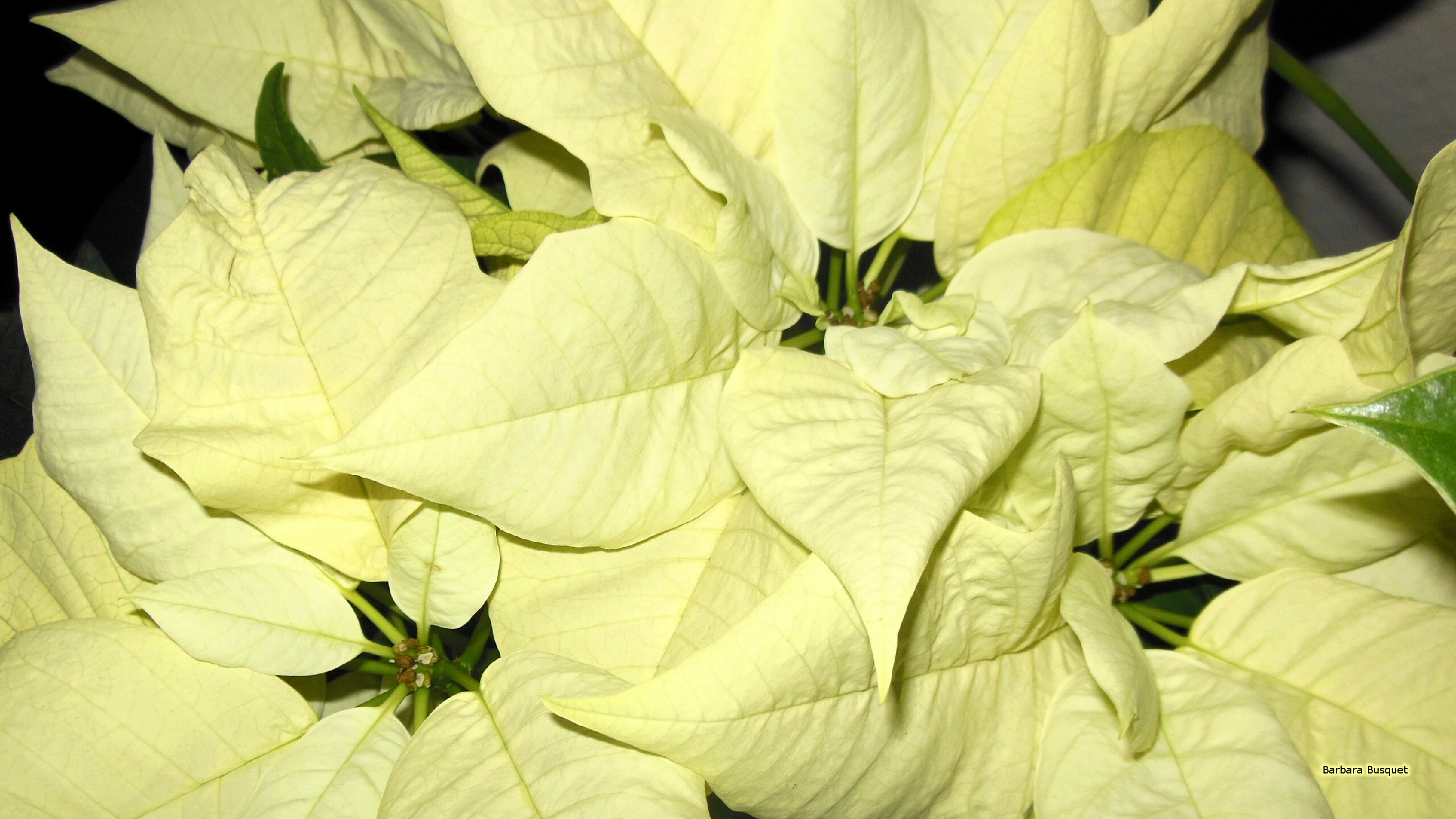Poinsettia: From the 17th century, Franciscan friars in Mexico included the plants in their Christmas celebrations. 2560x1440 HD Background.