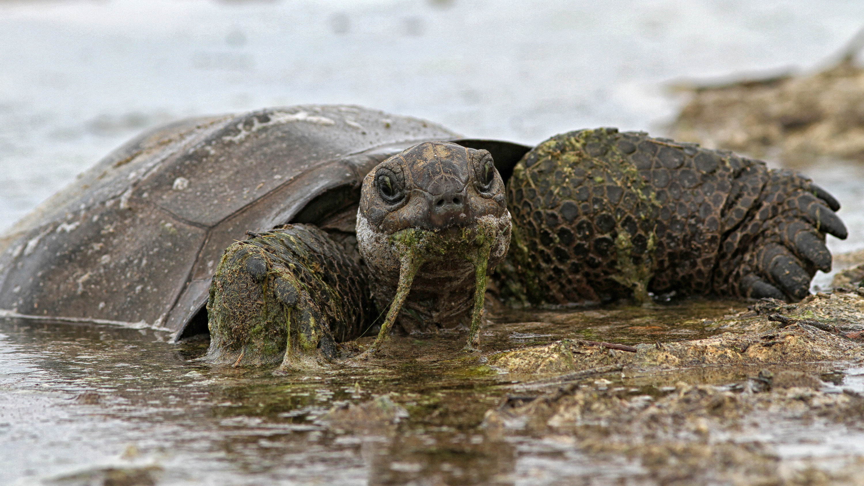 Crocodile-tortoise encounters, Island predator-prey dynamics, Ancient island ecosystem, Nature's history, 3000x1690 HD Desktop