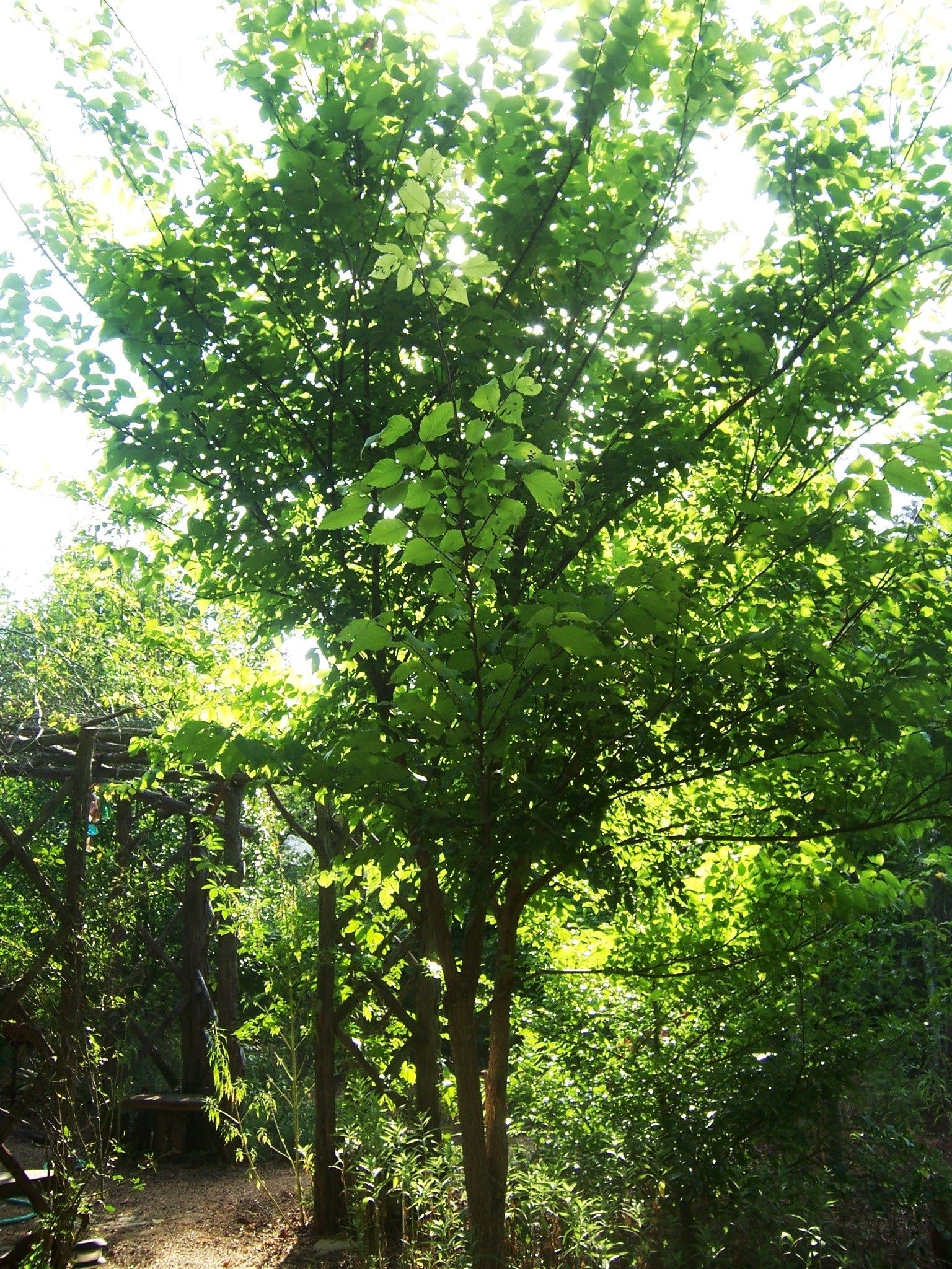 Slippery elm tree, Inner bark tea, Sore throat, Nature, 1540x2050 HD Phone
