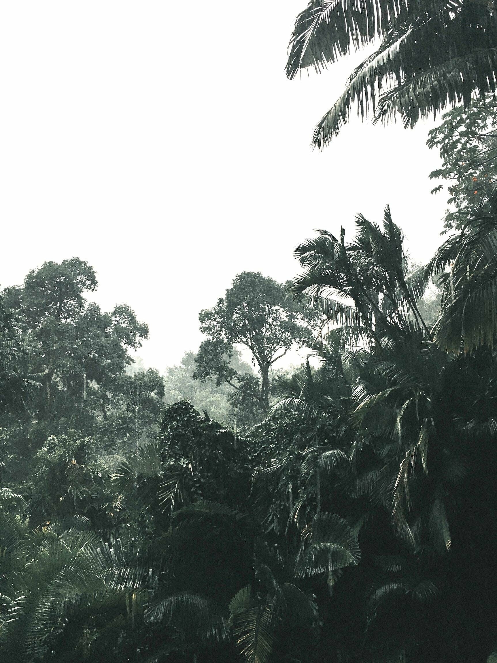 Rainforest: Tropical woodlands support a very broad array of fauna. 1730x2300 HD Background.
