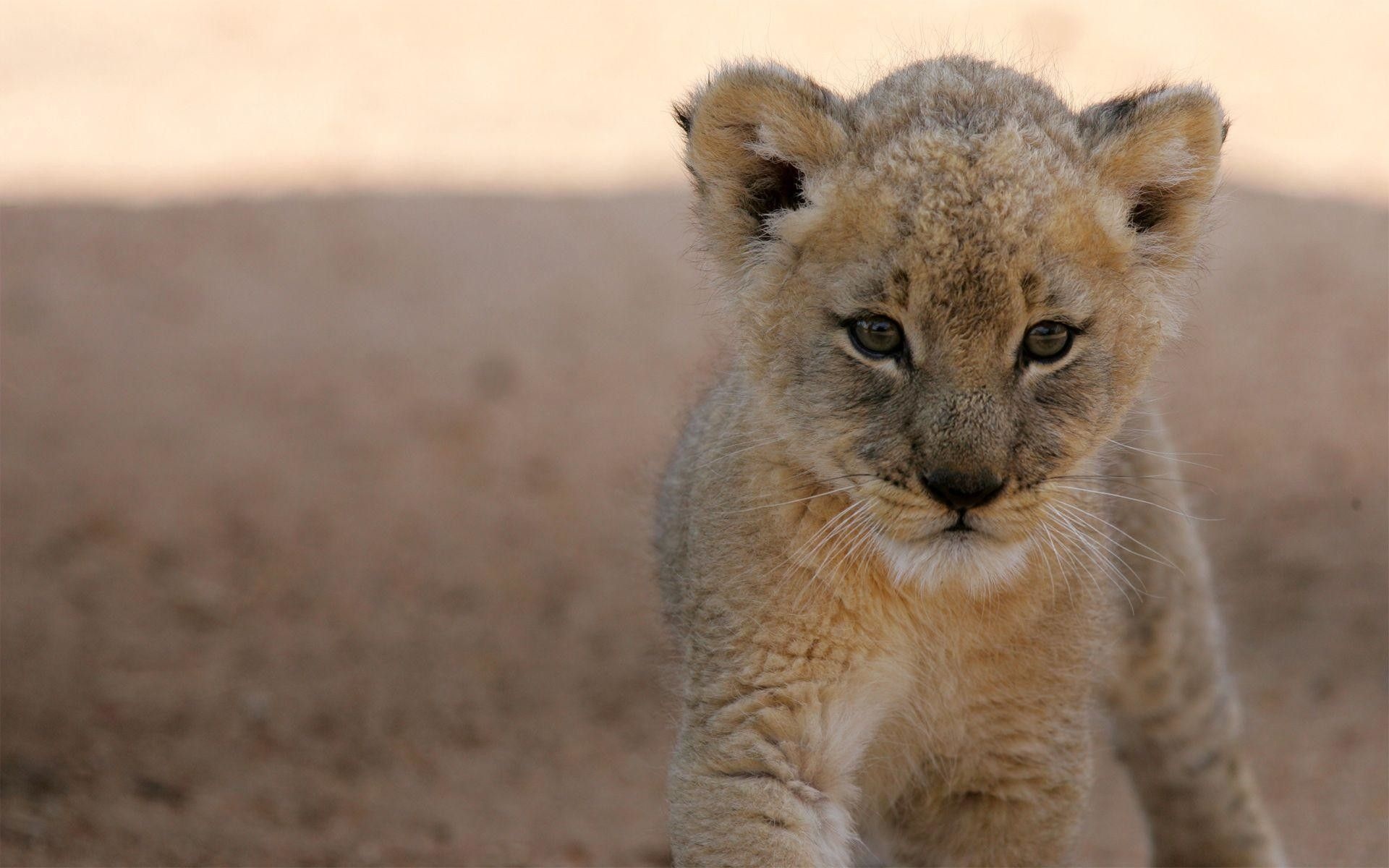 Curious baby lion cubs, Majestic feline, Tiny royalty, Endearing playfulness, 1920x1200 HD Desktop