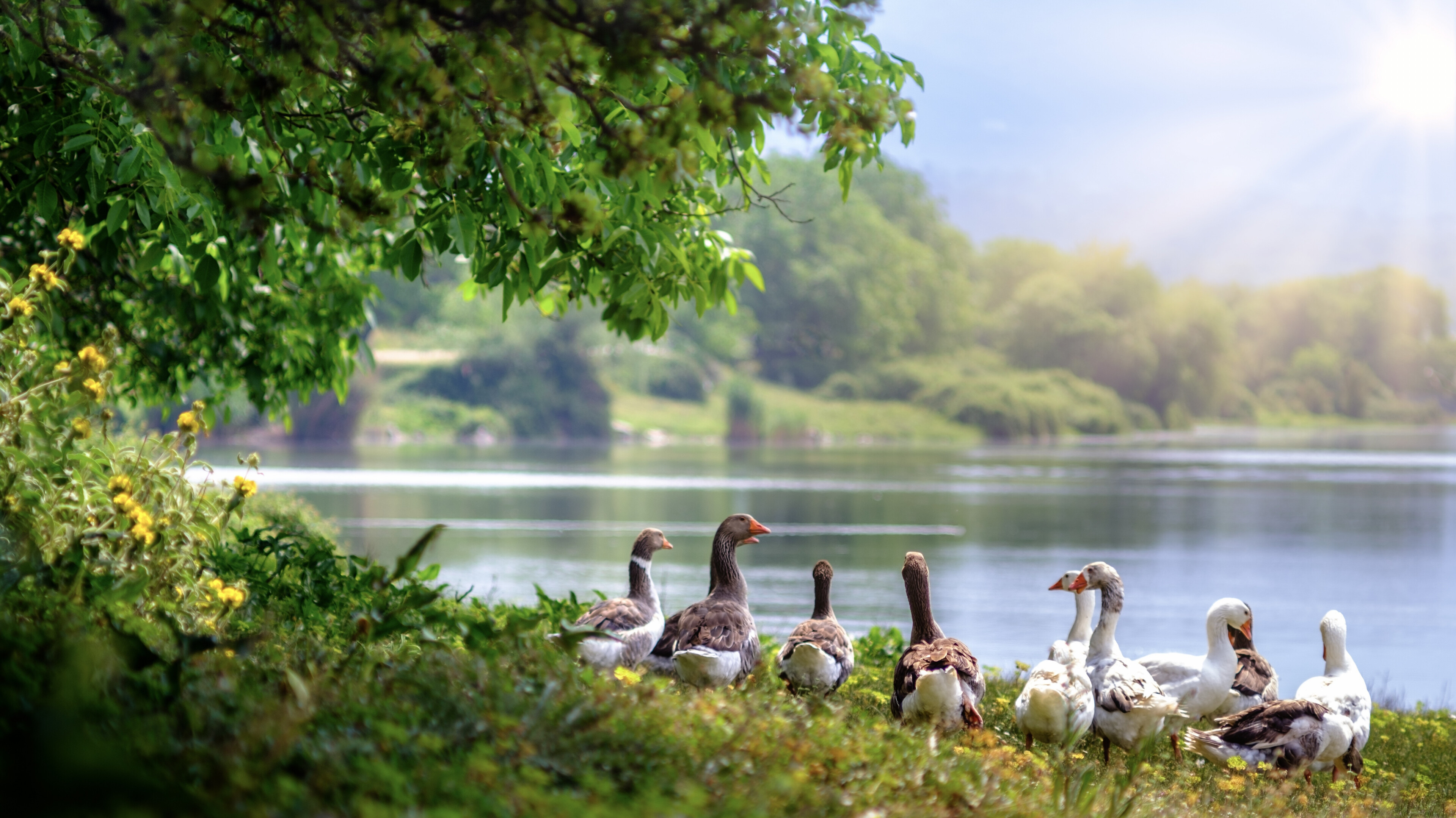 Geese: Wild birds, Aquatic birds, Lake, A bird like a large duck with a long neck. 3840x2160 4K Background.