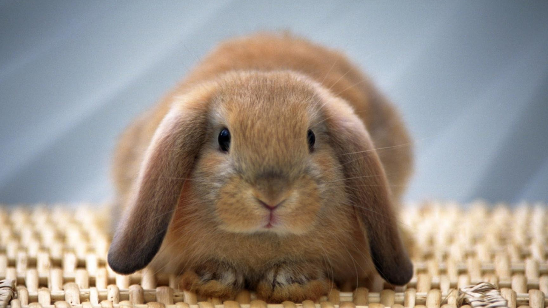 Bunny: One of the smallest lop-eared breeds, Holland Lops. 1920x1080 Full HD Wallpaper.