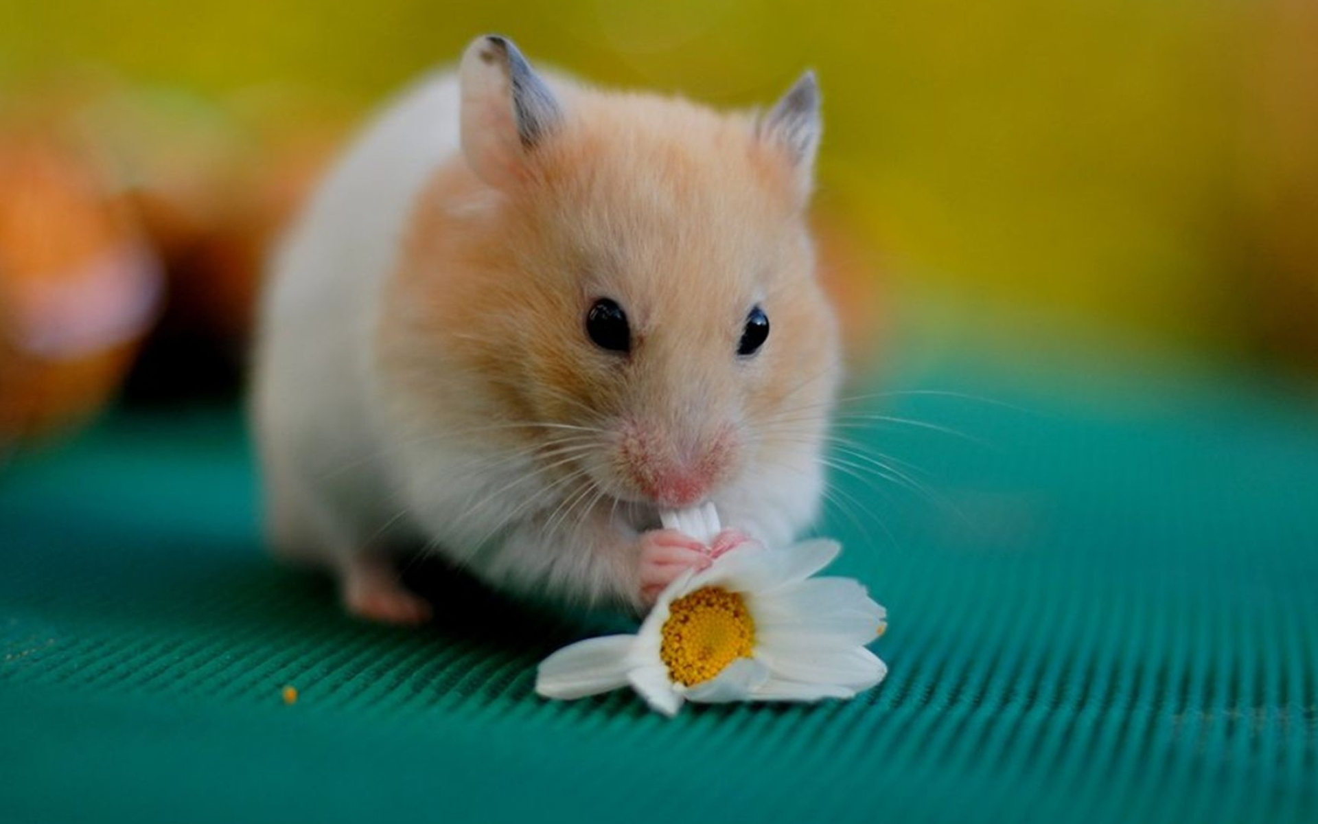 Cute hamster, Adorable rodents, Funny hamsters, Charming creatures, 1920x1200 HD Desktop