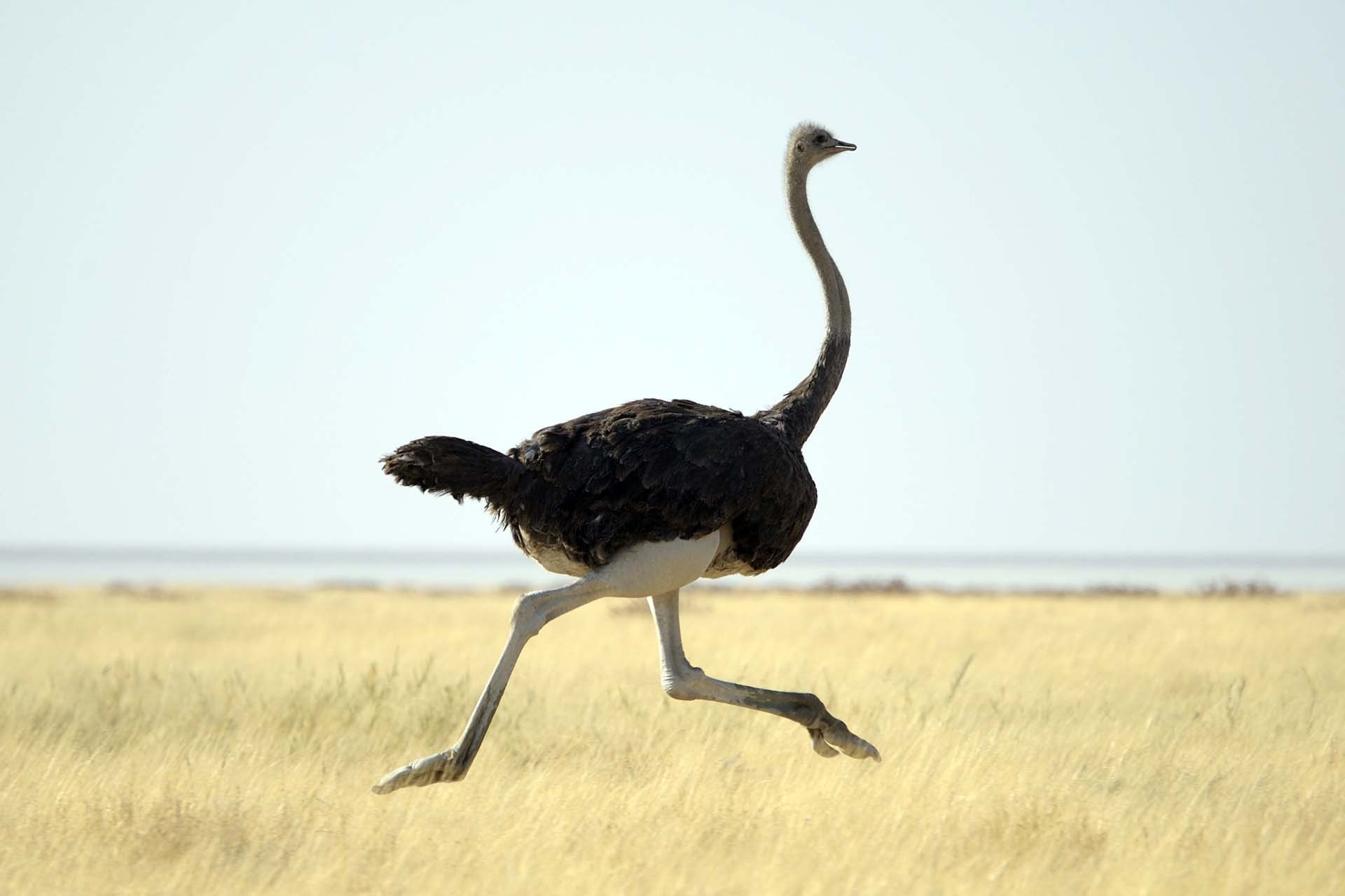 Ostrich wallpapers, Animal hq ostriches, Feathered giants, Wildlife photography, 1920x1280 HD Desktop