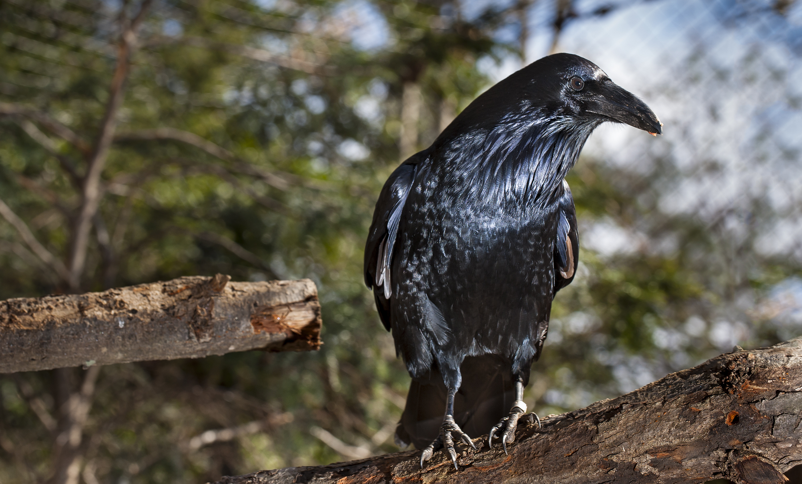Common raven, Smithsonian's National Zoo, Black bird, Wildlife, 2800x1690 HD Desktop