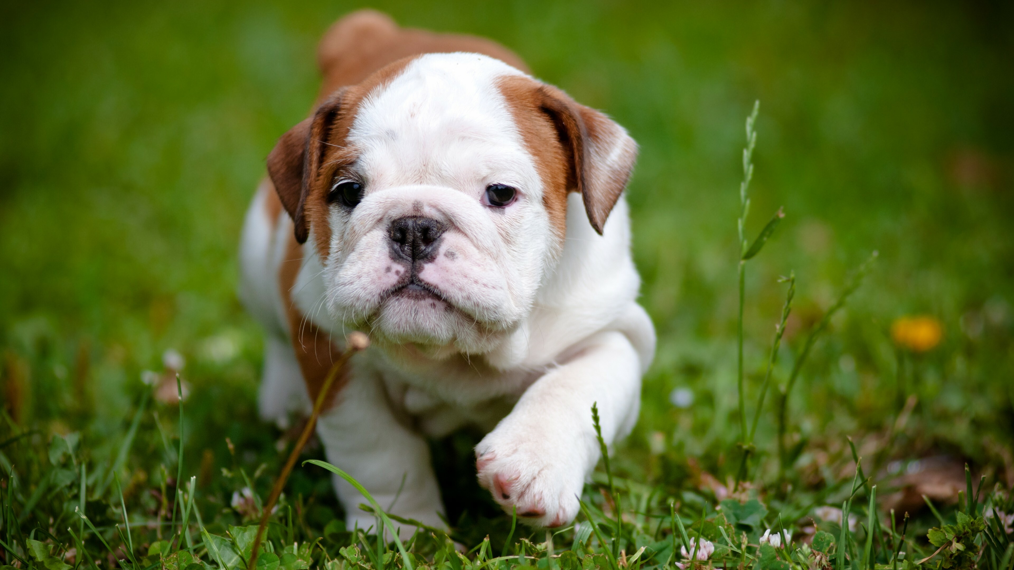 Puppy: Bulldog, A British breed of dog of mastiff type, Pup. 3840x2160 4K Wallpaper.