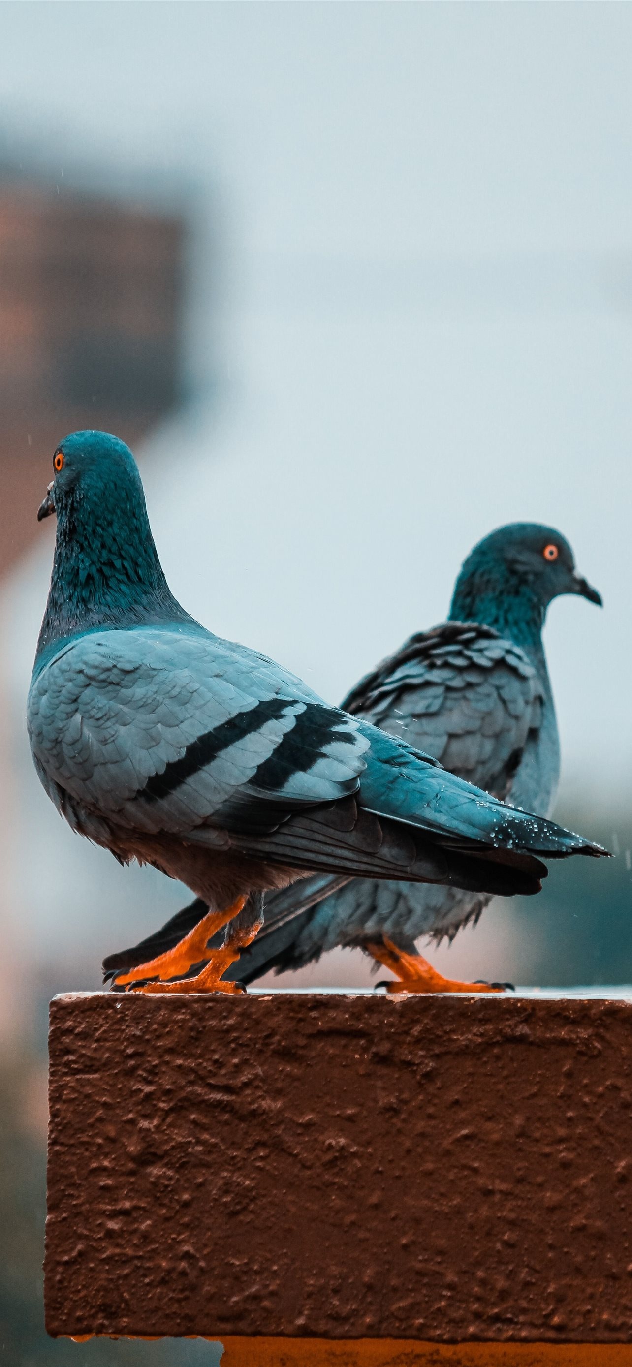 Pigeon: Doves have soft feathers that are typically gray or brown. 1290x2780 HD Wallpaper.